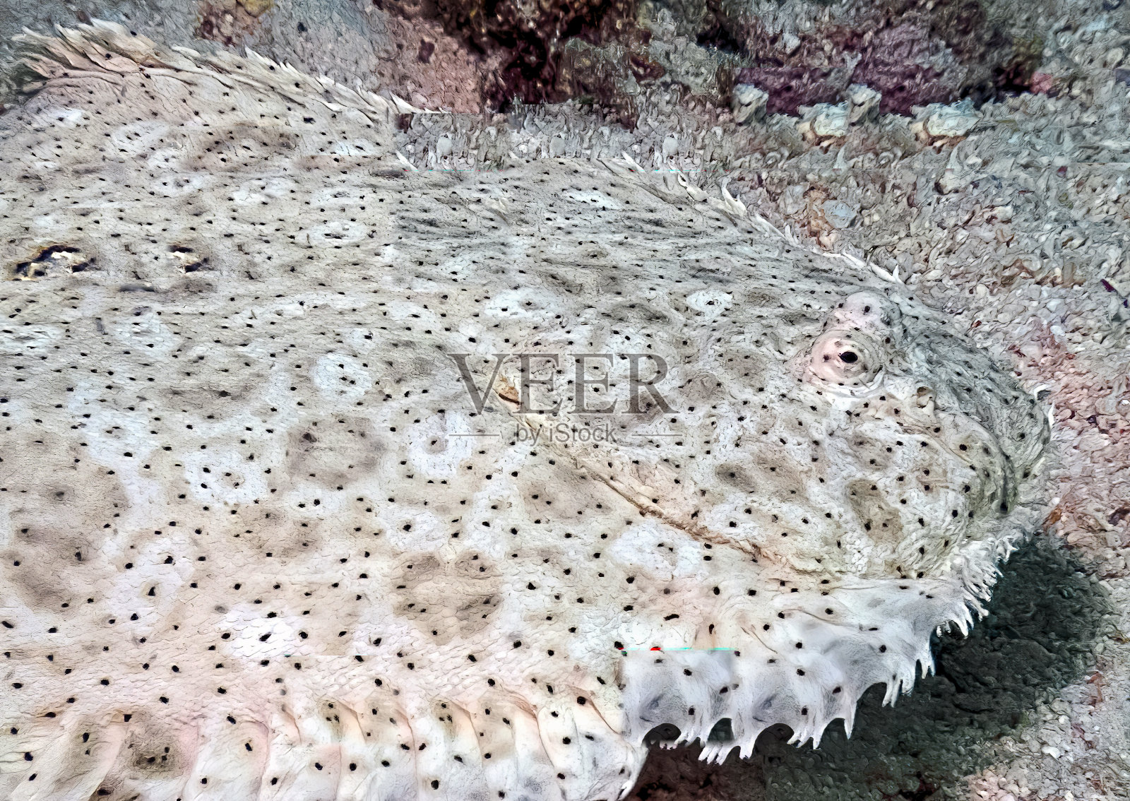 红海的摩西鳎照片摄影图片