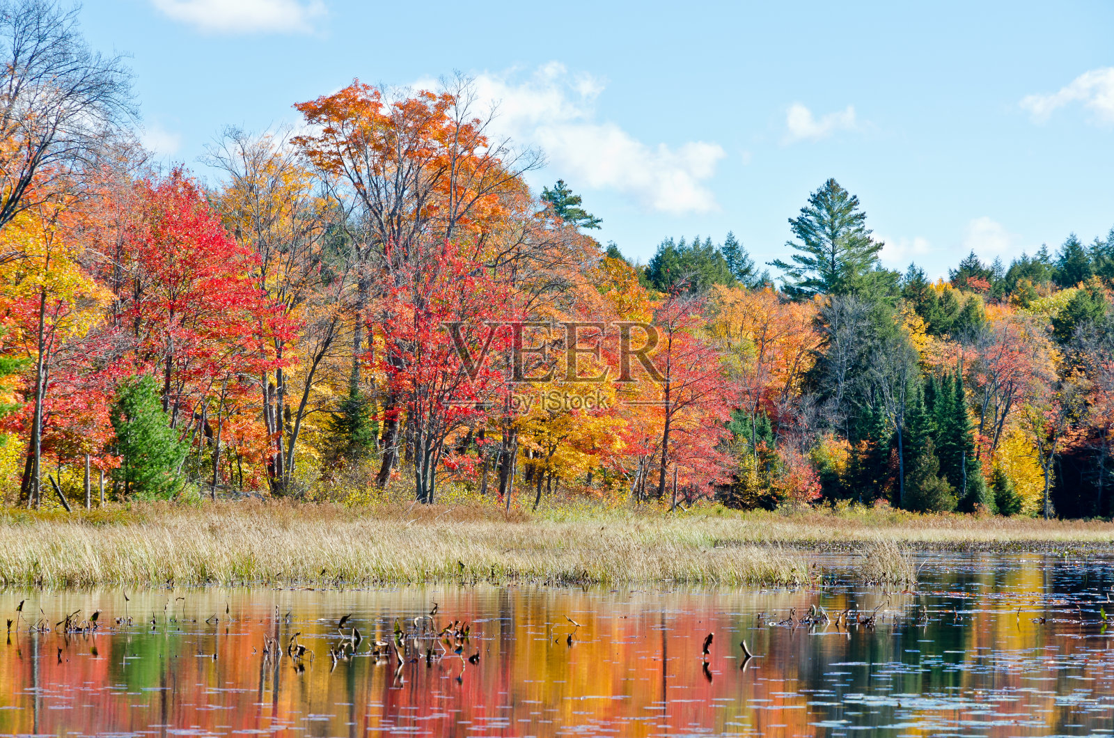 森林湖上的日出照片摄影图片