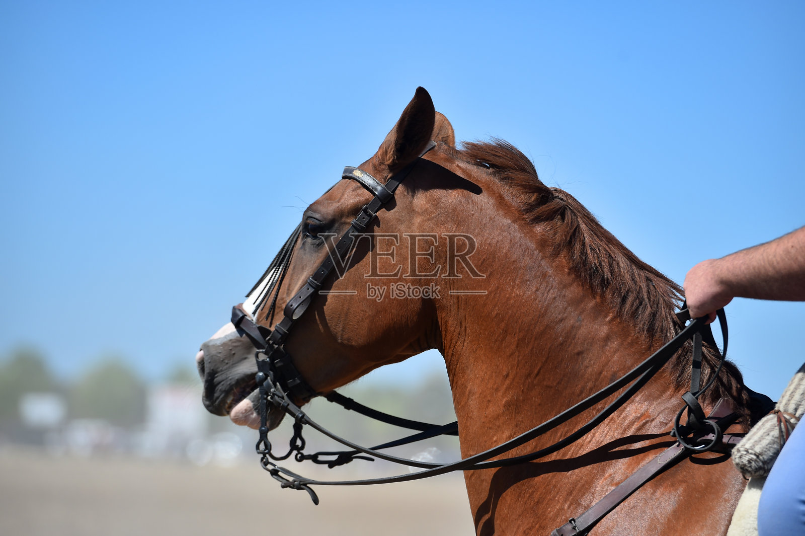 马的头照片摄影图片