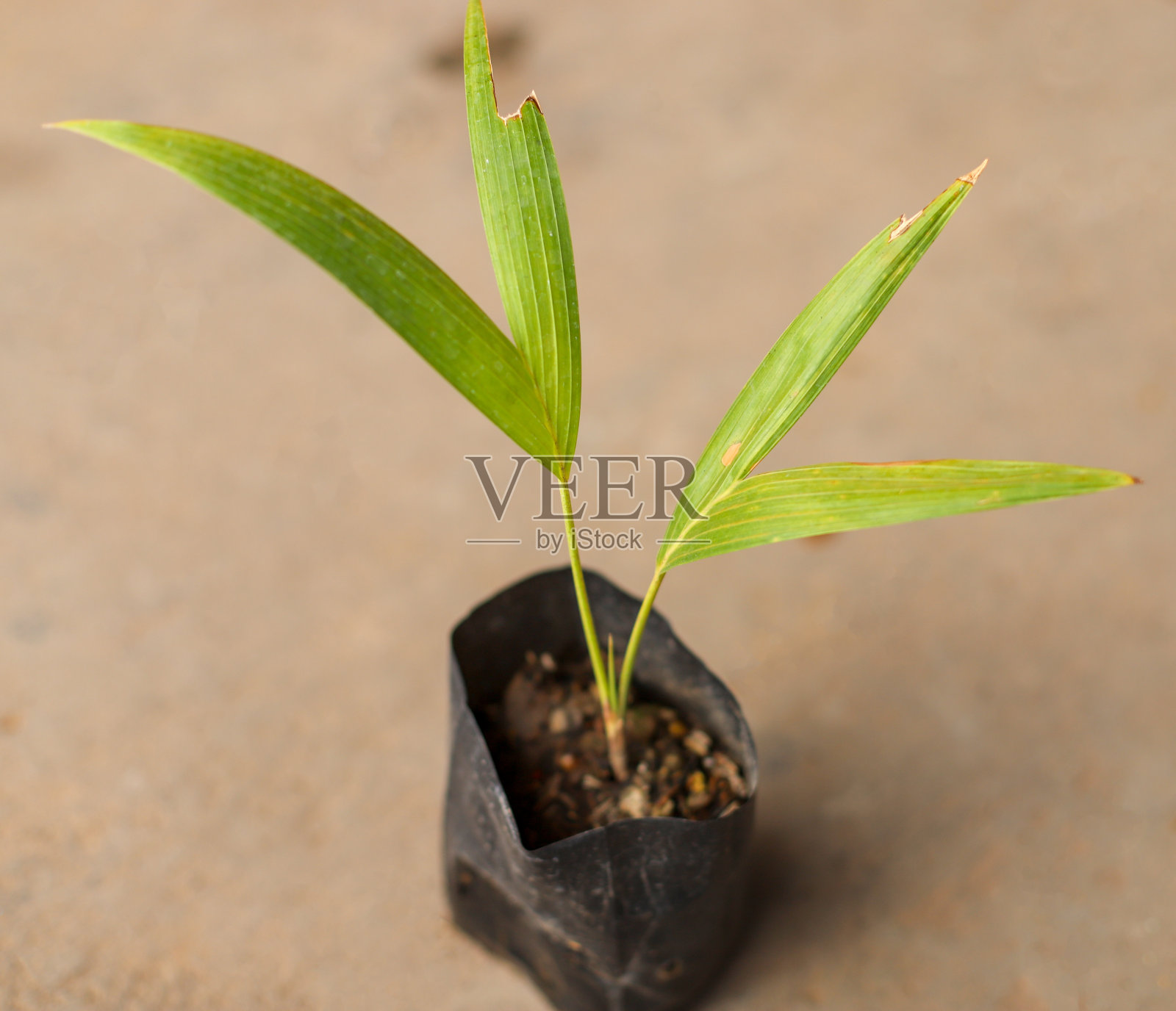 槟榔果幼苗照片摄影图片