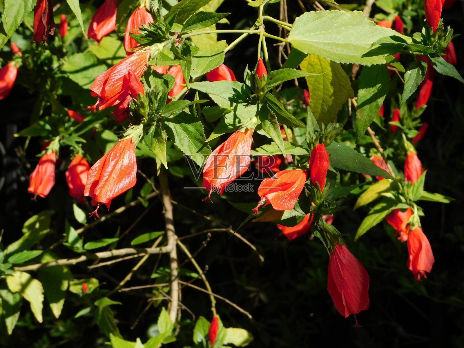 木槿睡觉照片摄影图片