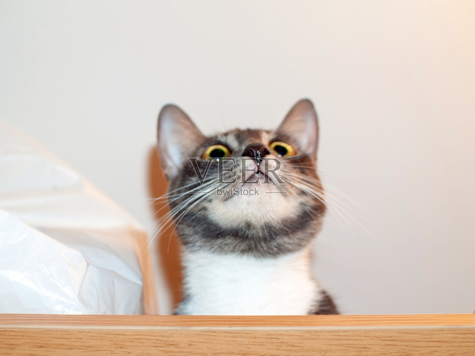 一只小猫坐在壁橱上照片摄影图片