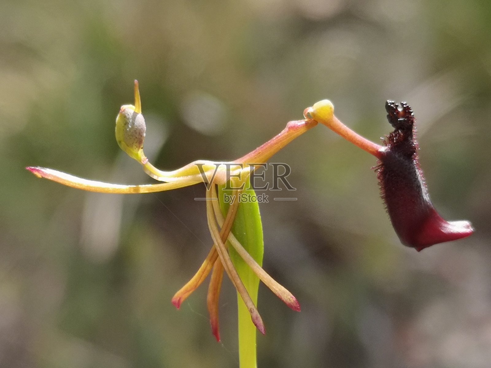 纤细的锤兰，龙鞭缺乏任何疣区分它从疣锤兰照片摄影图片