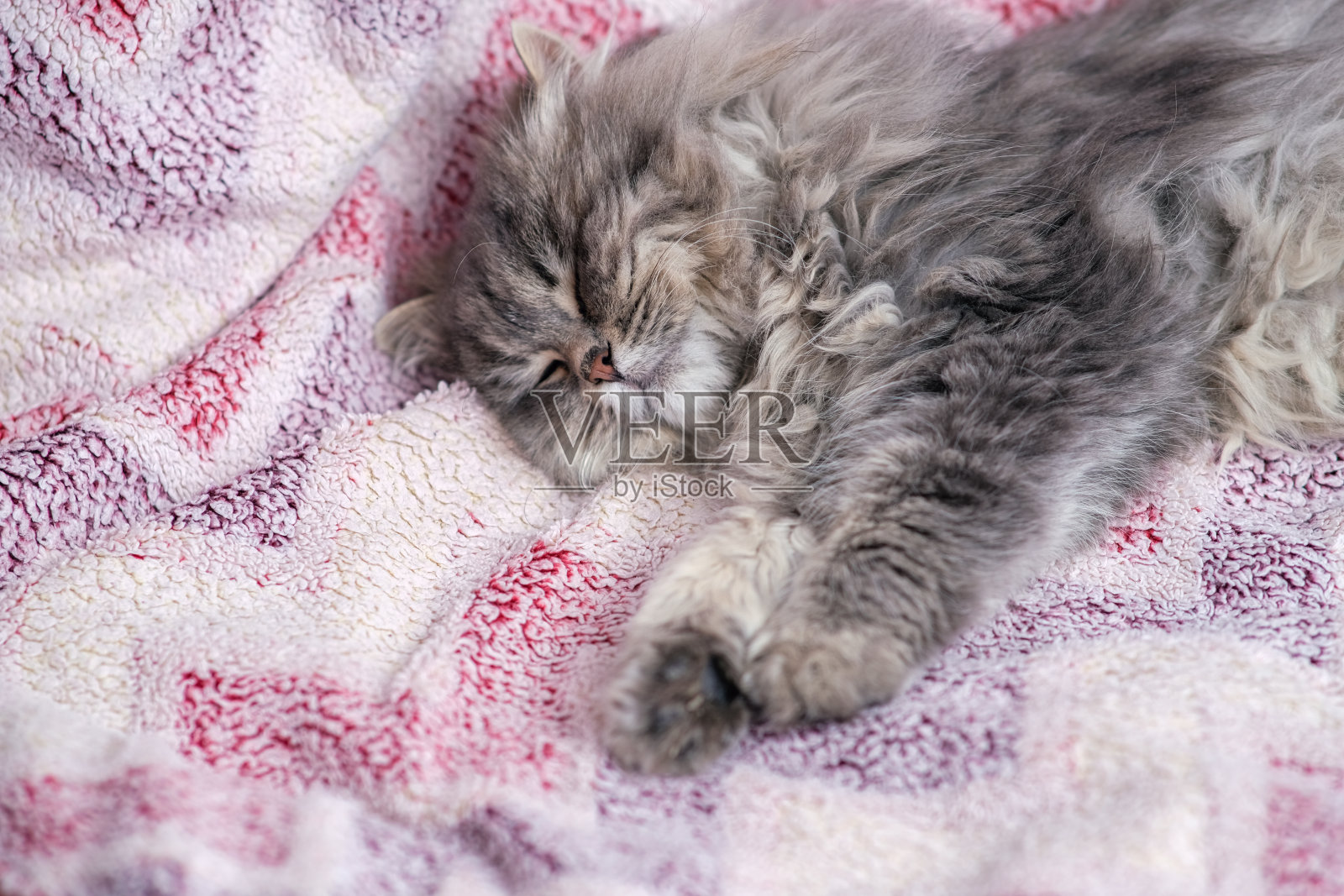 毛茸茸的灰色猫咪特写。照片摄影图片