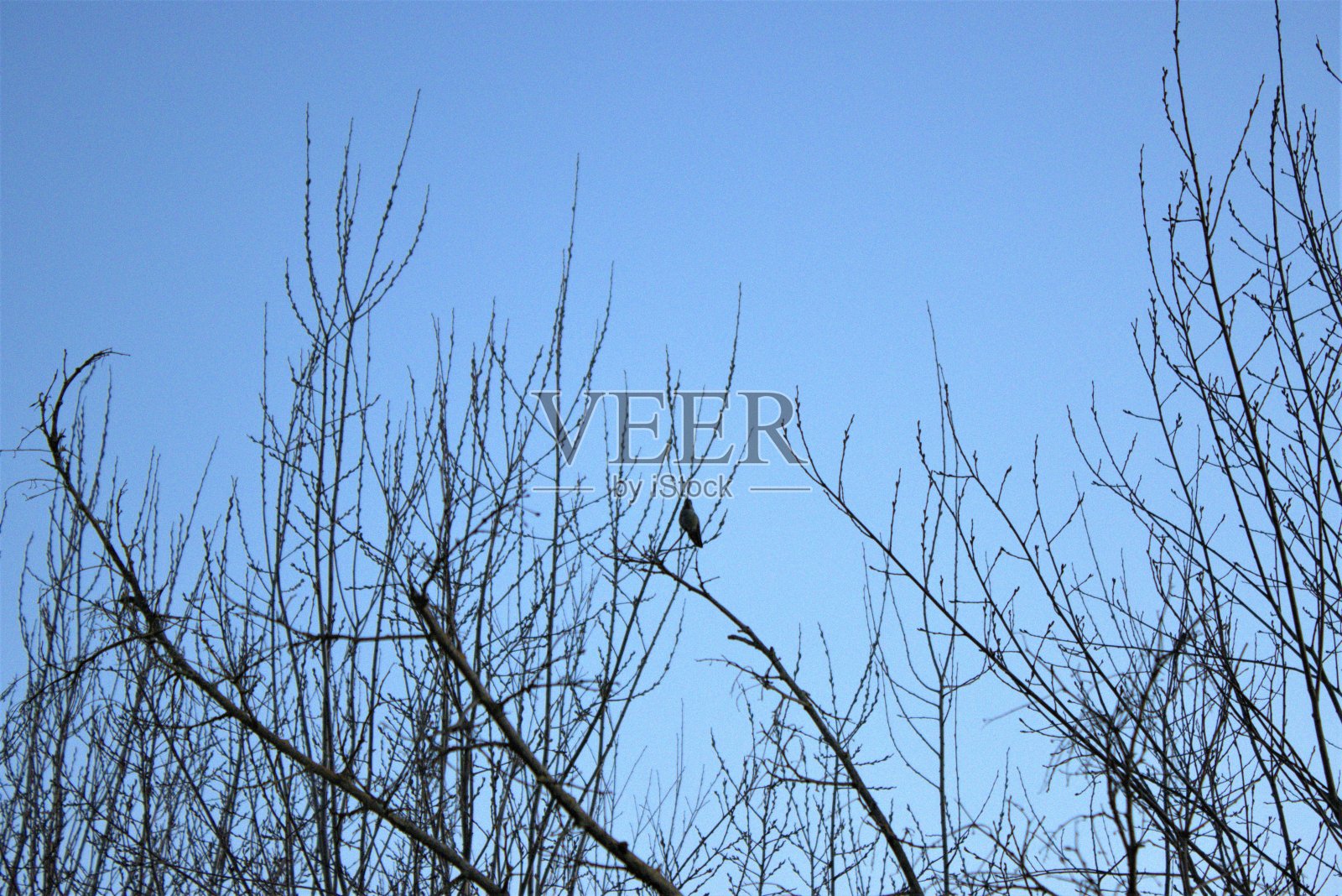 蓝色的天空背景和光秃秃的树枝照片摄影图片