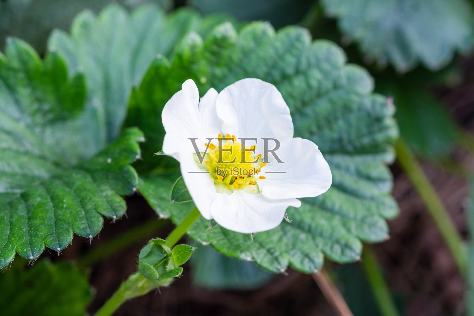 草莓花在有机农场花园照片摄影图片