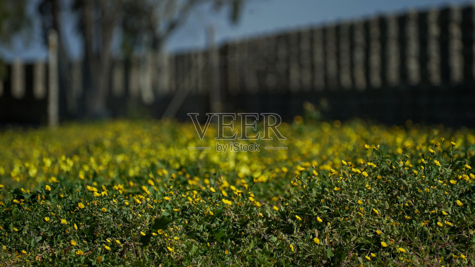 草本-植物-天空-乡村-夏日-建筑照片摄影图片