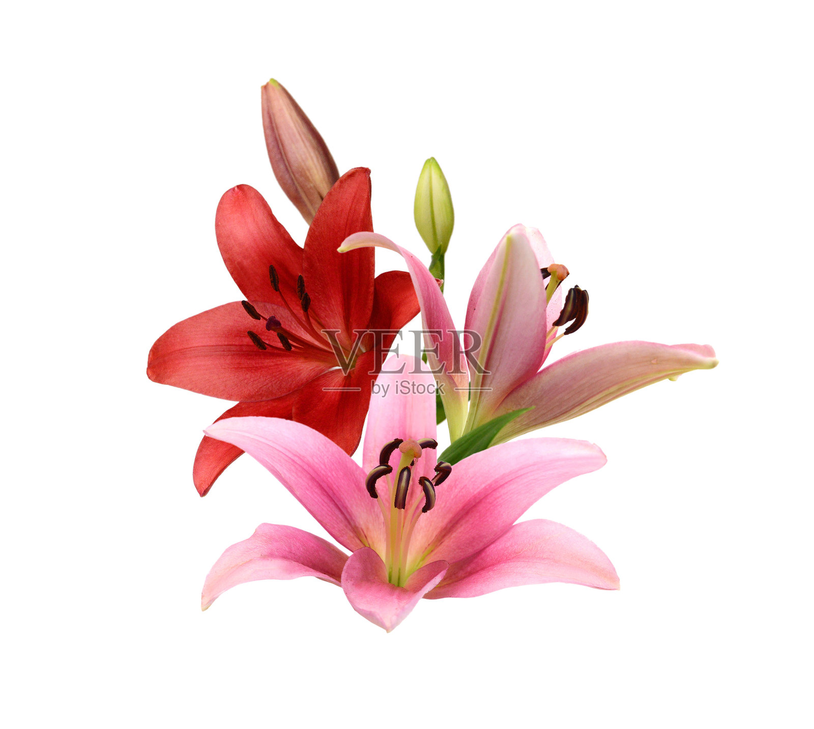 白色背景上的粉红色百合照片摄影图片