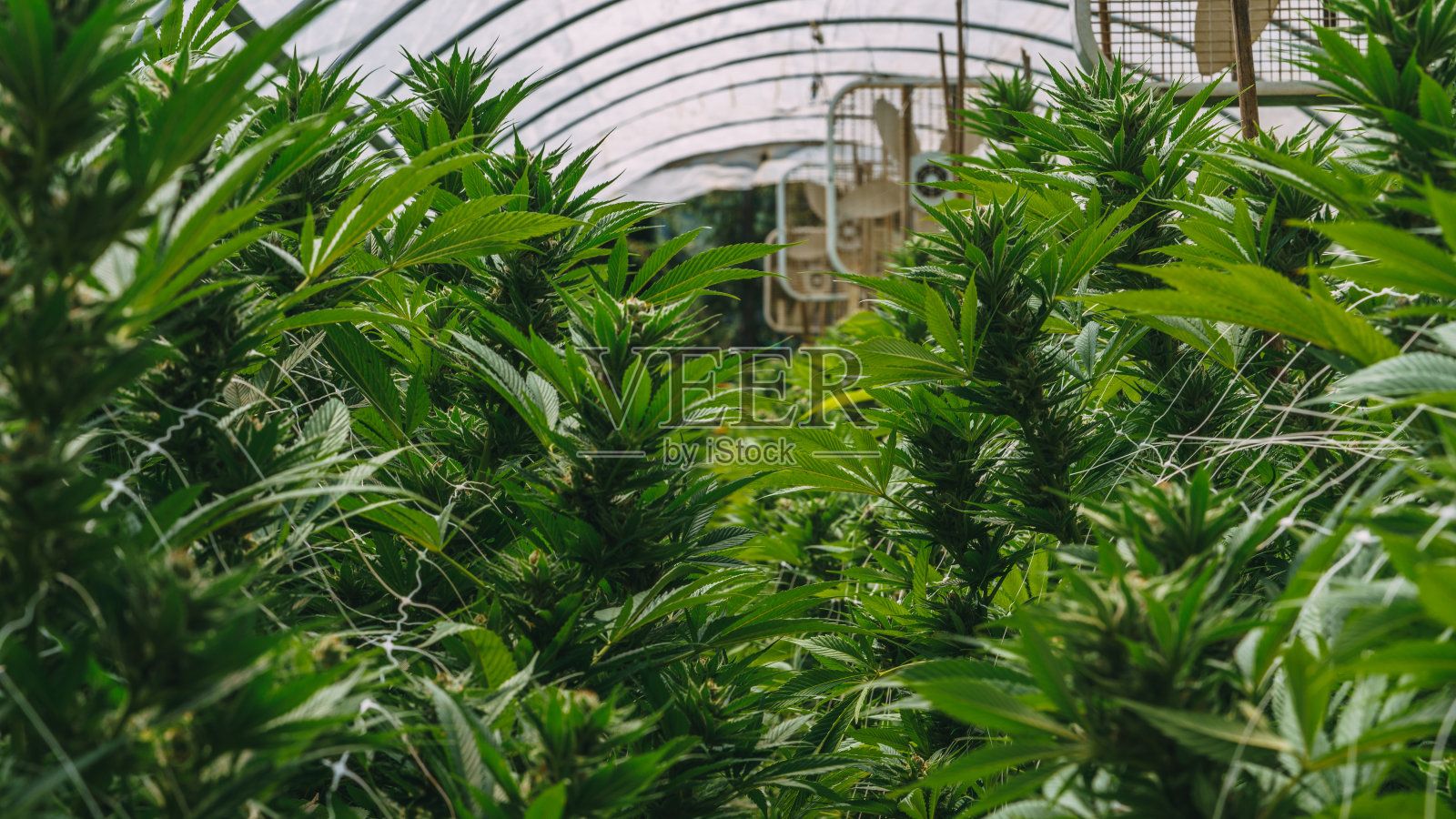 许多叶子的大麻植物细节照片摄影图片