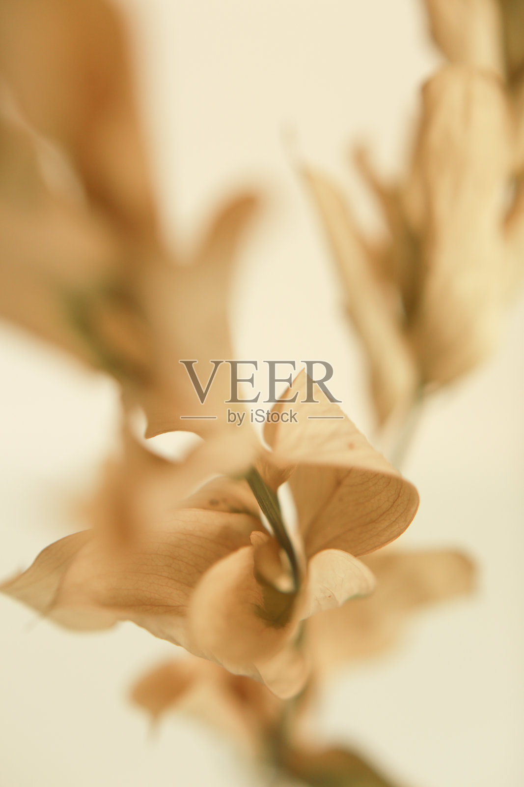 干花微距摄影，艺术软焦点背景照片摄影图片