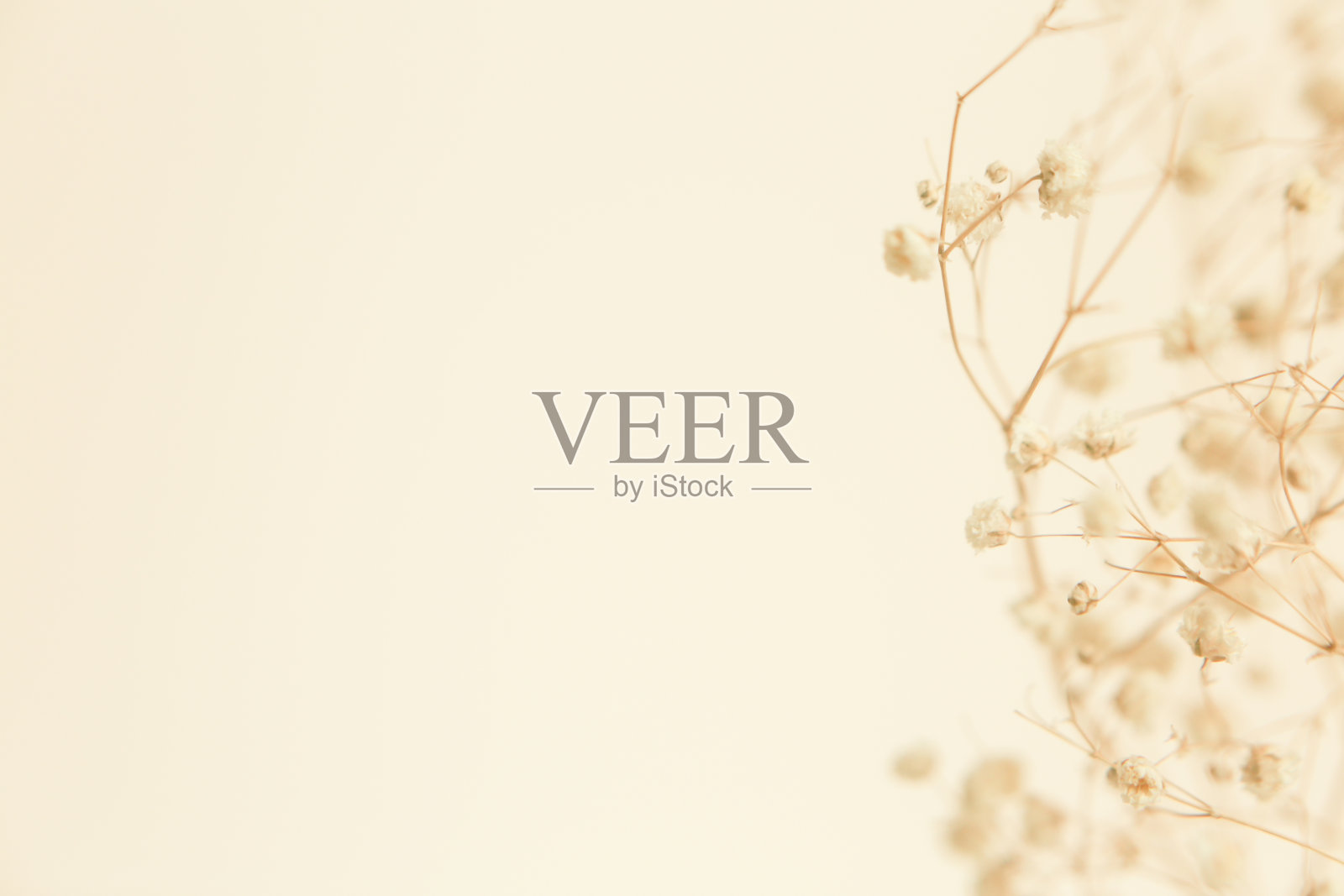 干花枝，软焦点背景照片摄影图片