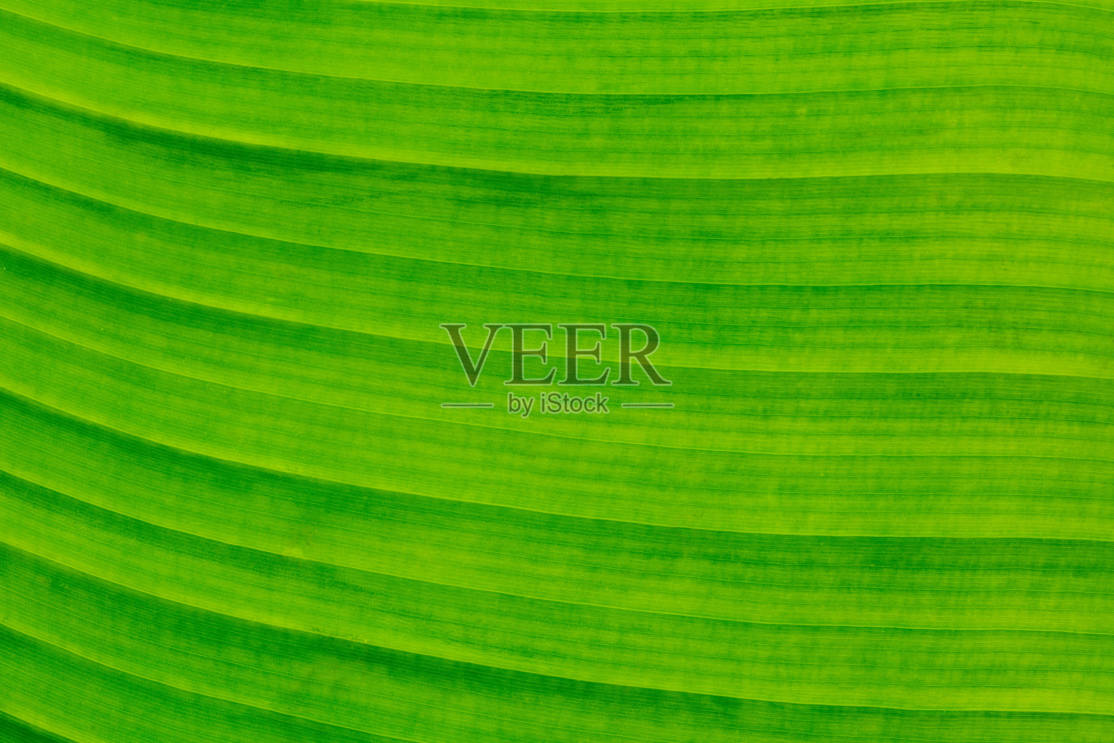 清洁绿色叶片叶片概念图像特写照片摄影图片