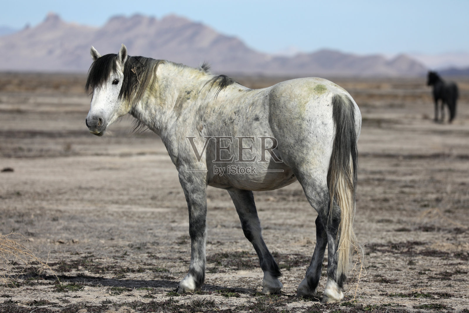 犹他州的野马照片摄影图片