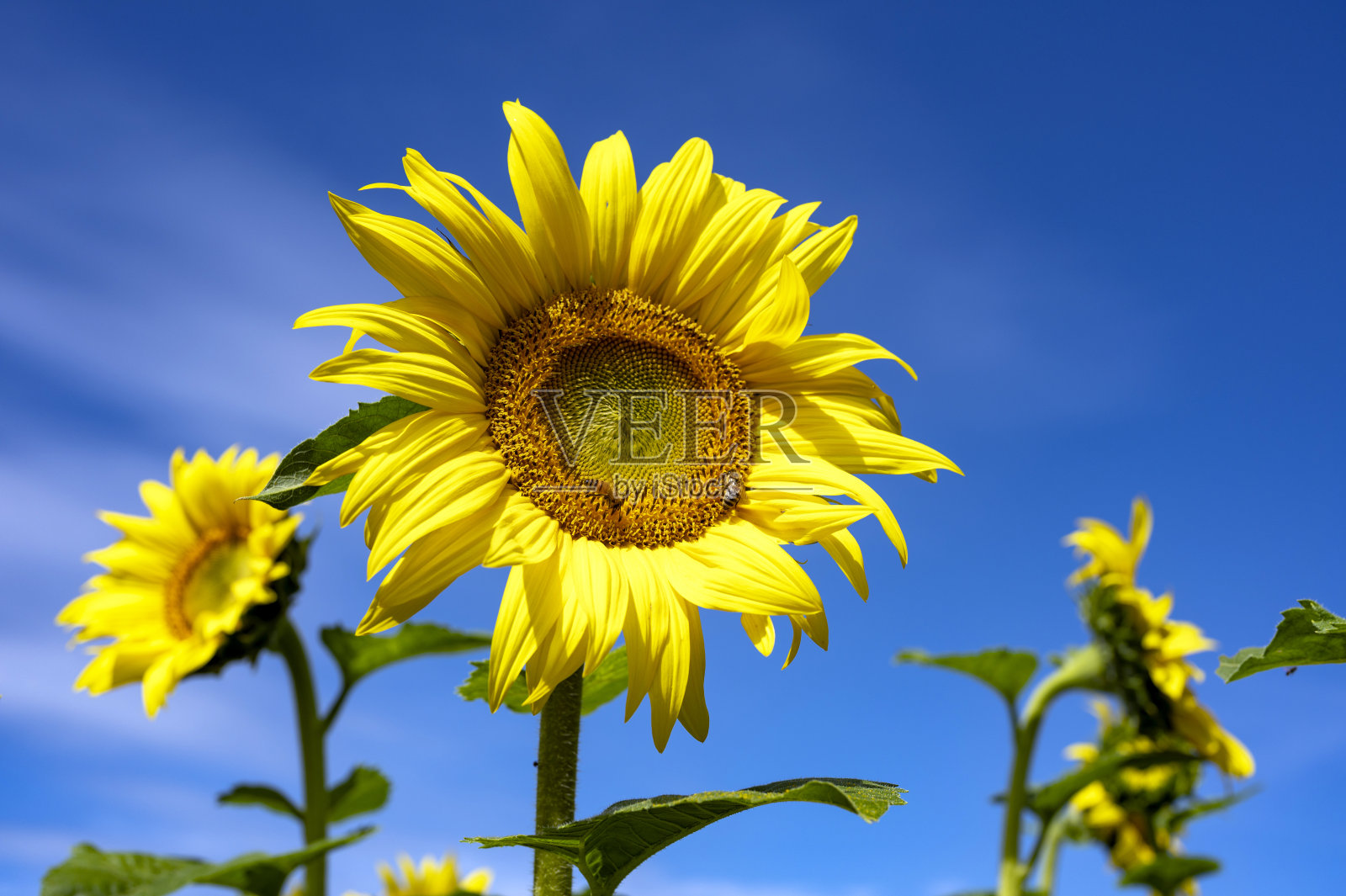 向日葵上的蜜蜂照片摄影图片