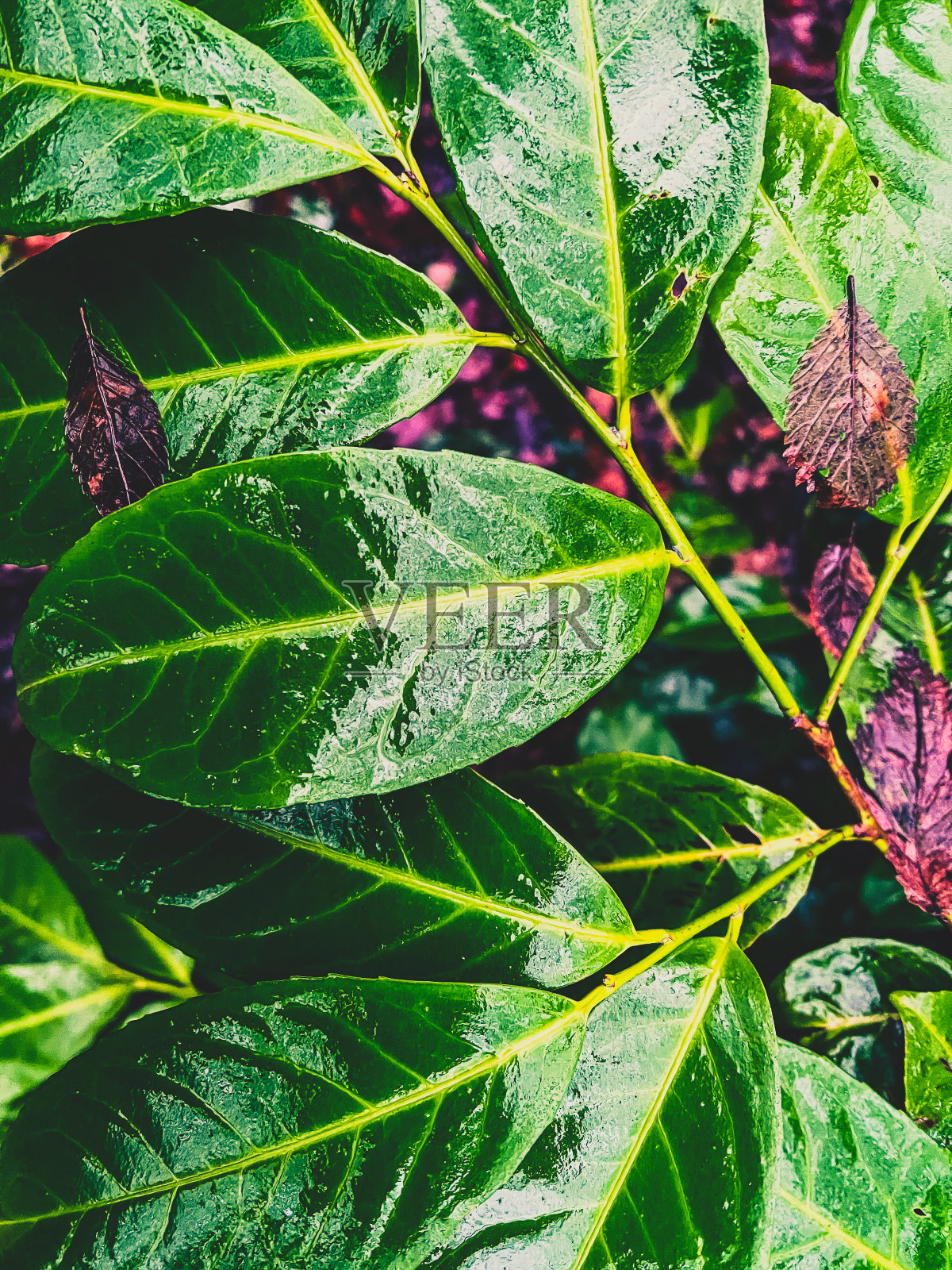 森林里一种植物的绿色和潮湿的叶子。照片摄影图片