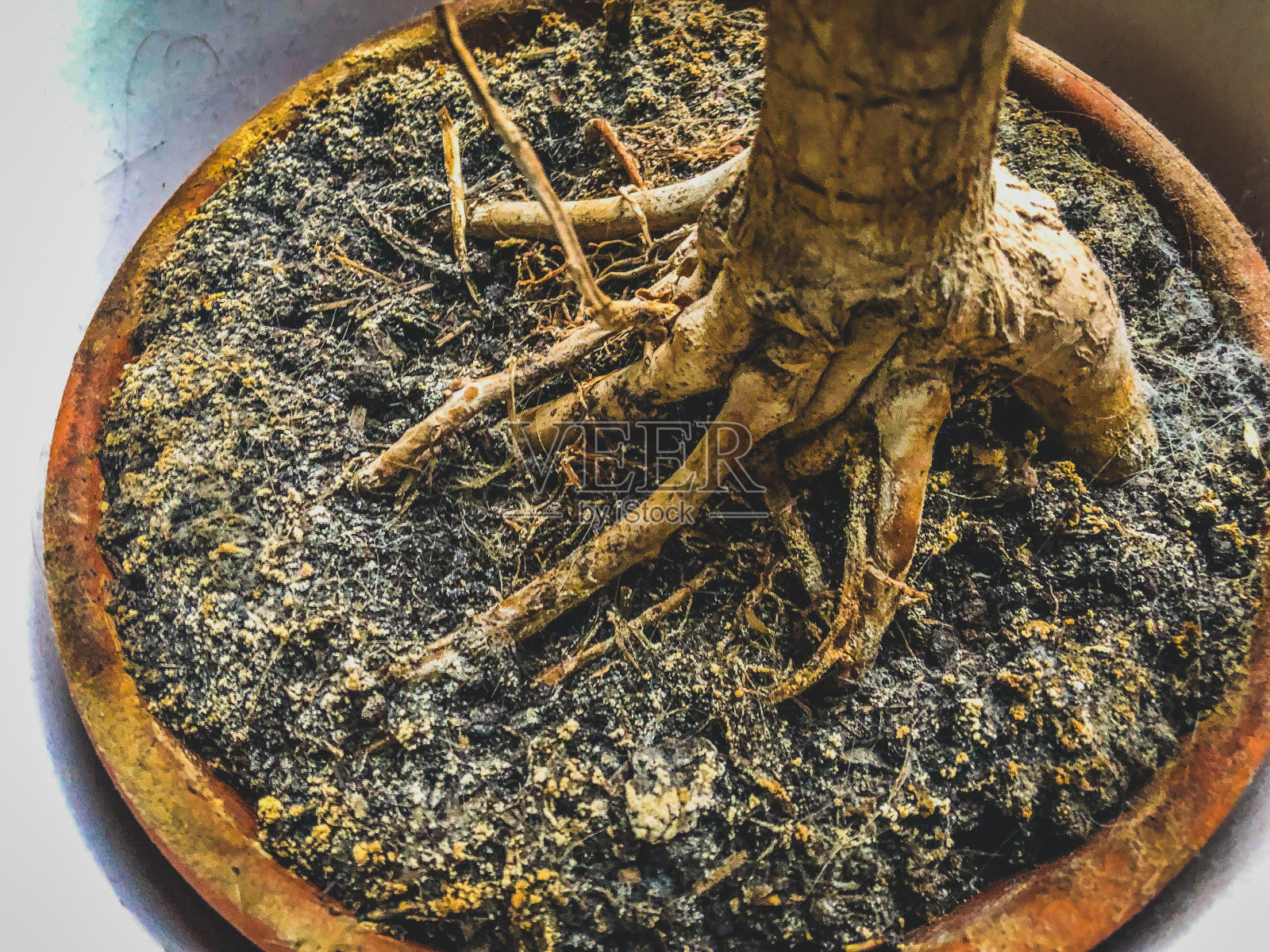 盆栽植物的根。照片摄影图片