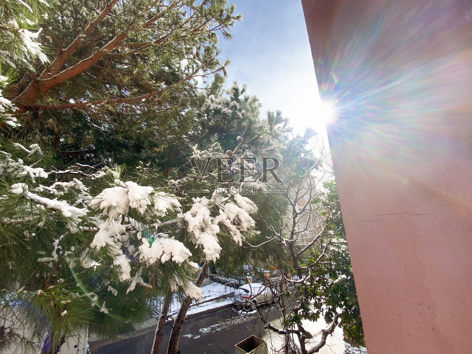 松树和一些公寓在冬天的时候照片摄影图片