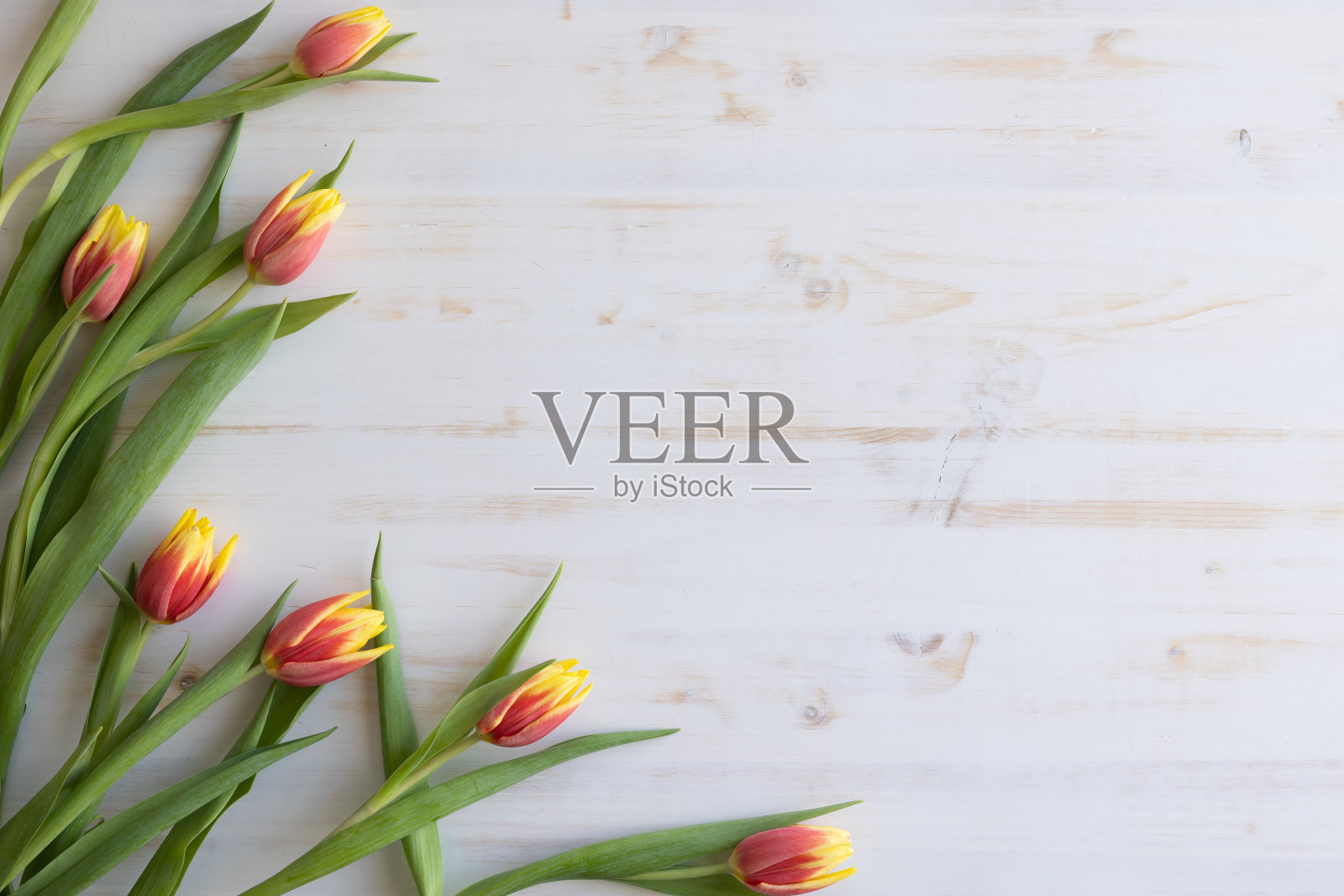 红色和黄色的郁金香边照片摄影图片