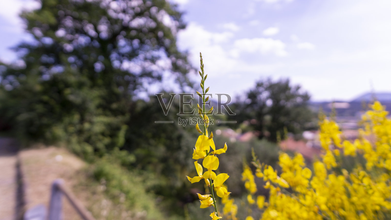 草地上的一株牛蒡花的细节照片摄影图片