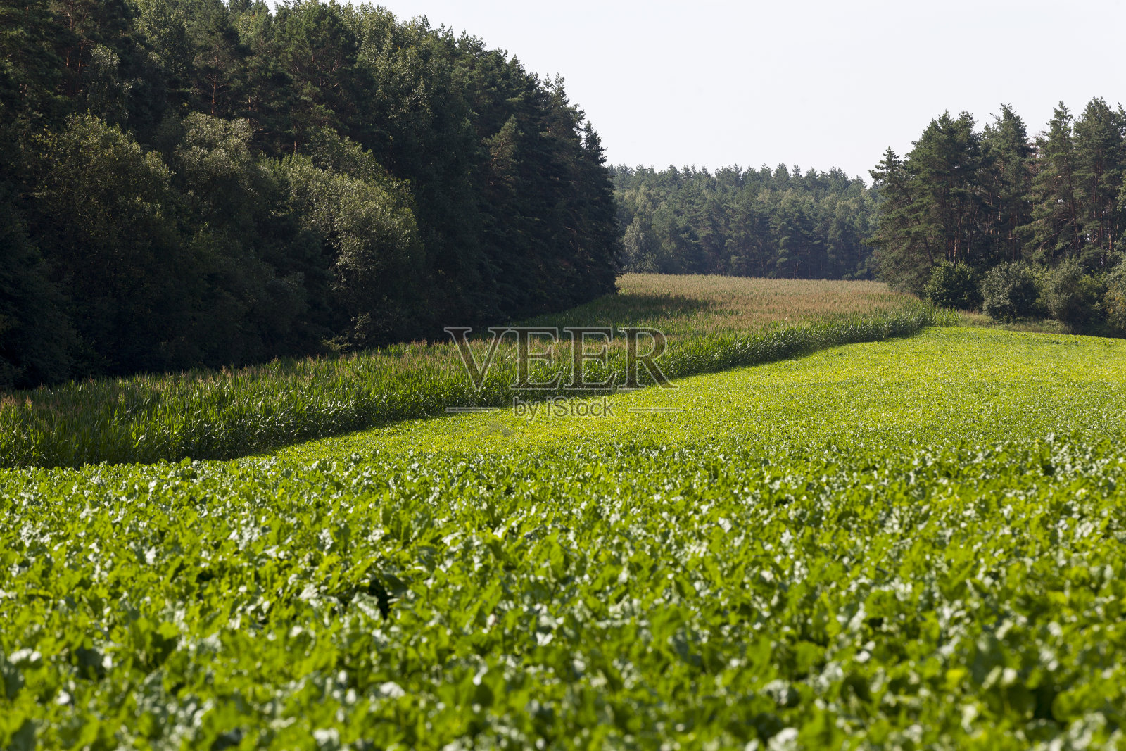 带绿色甜菜顶的农田照片摄影图片