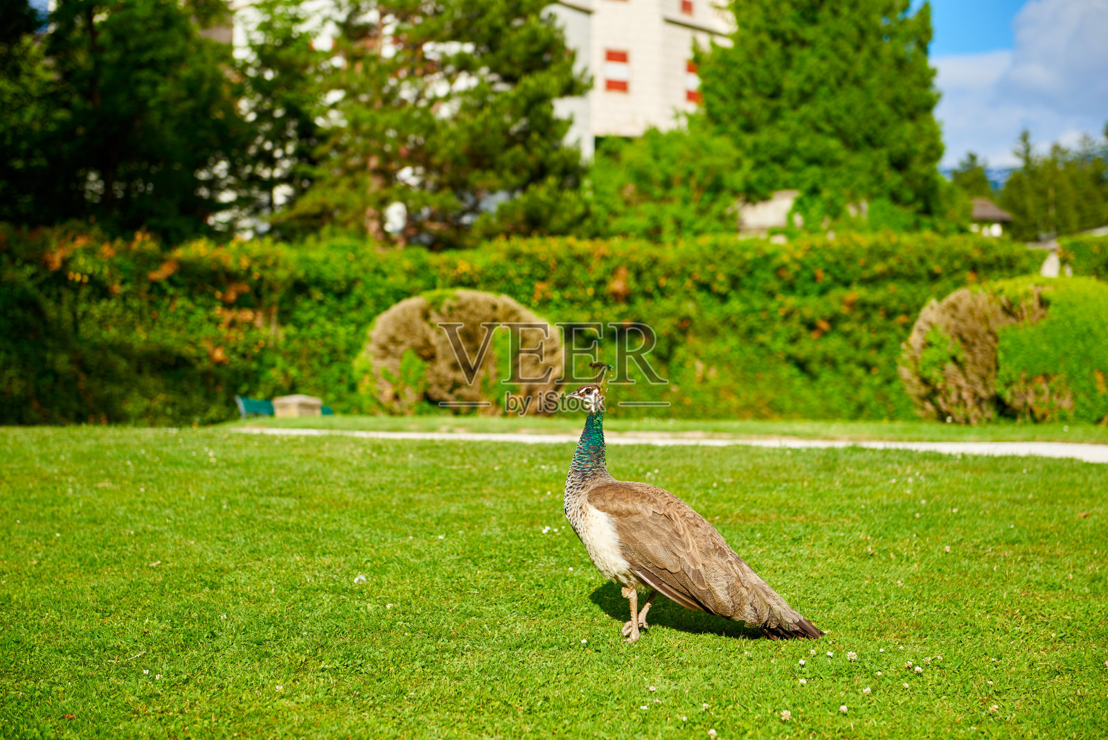 优雅的孔雀与它的颜色照片摄影图片