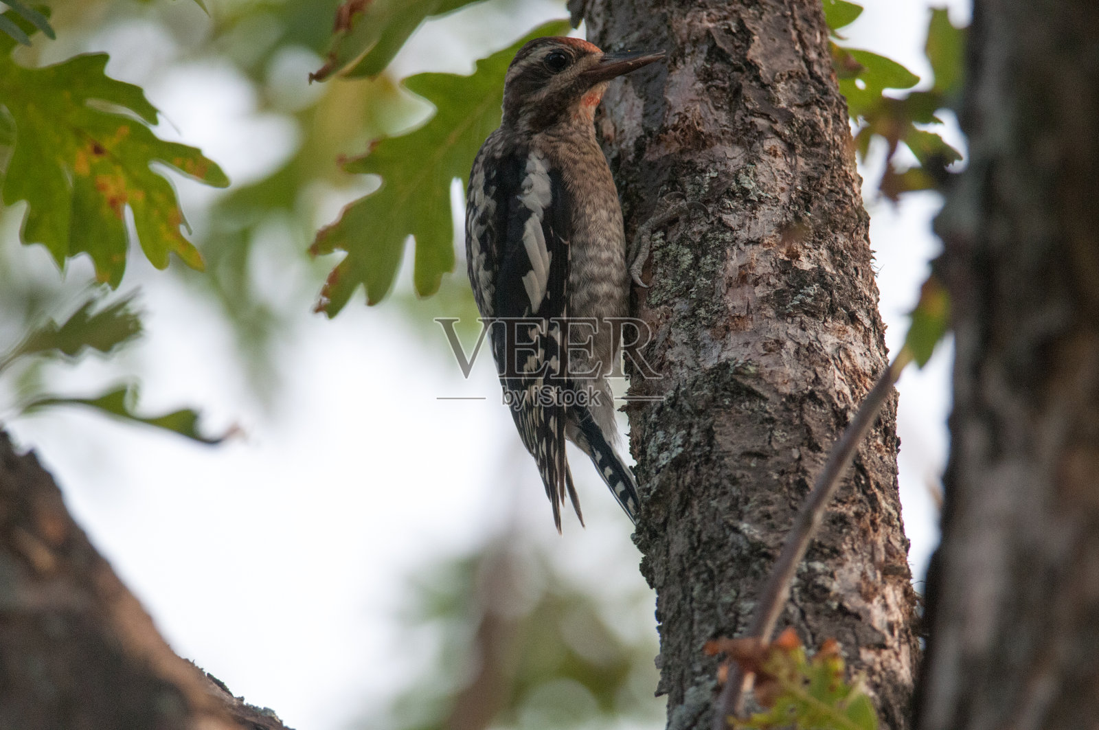 黄腹沙吸管爬树照片摄影图片