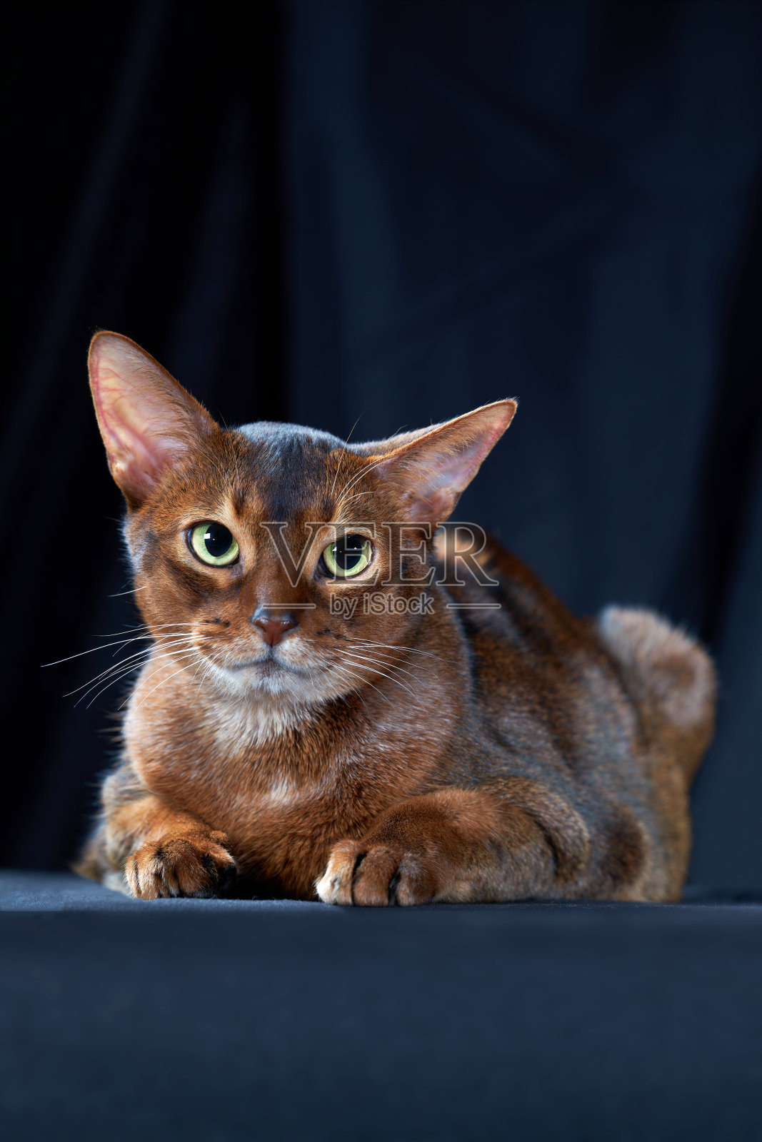特写工作室肖像阿比西尼亚猫在黑暗的背景照片摄影图片