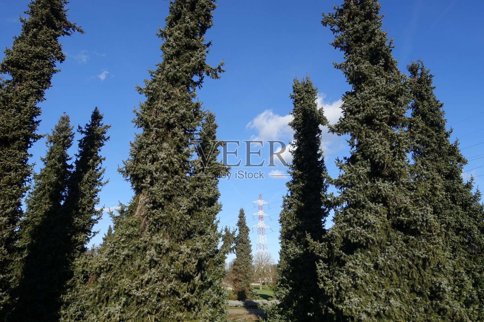 冷杉林在一个公共花园的背景下高压电力线照片摄影图片