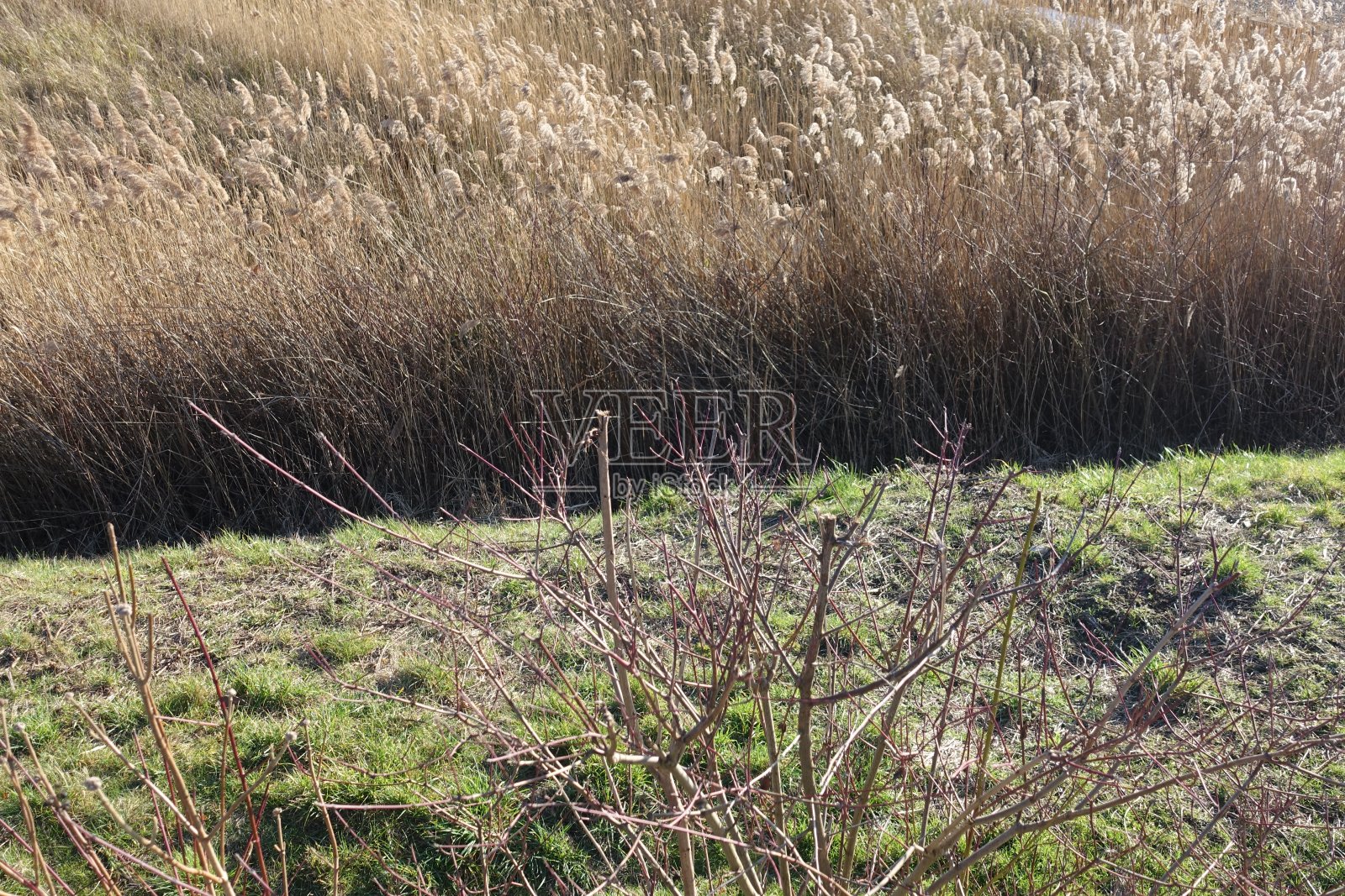 沼泽植被冬季阳光Île-de-France照片摄影图片