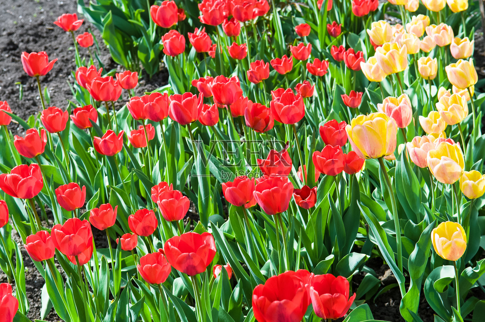 春天的花园里有红色和黄色的郁金香。照片摄影图片