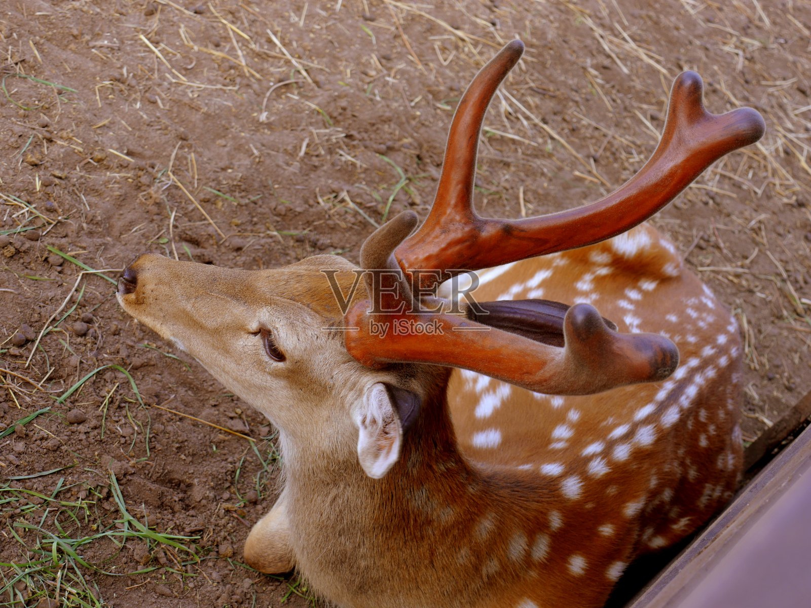 鹿农场照片摄影图片