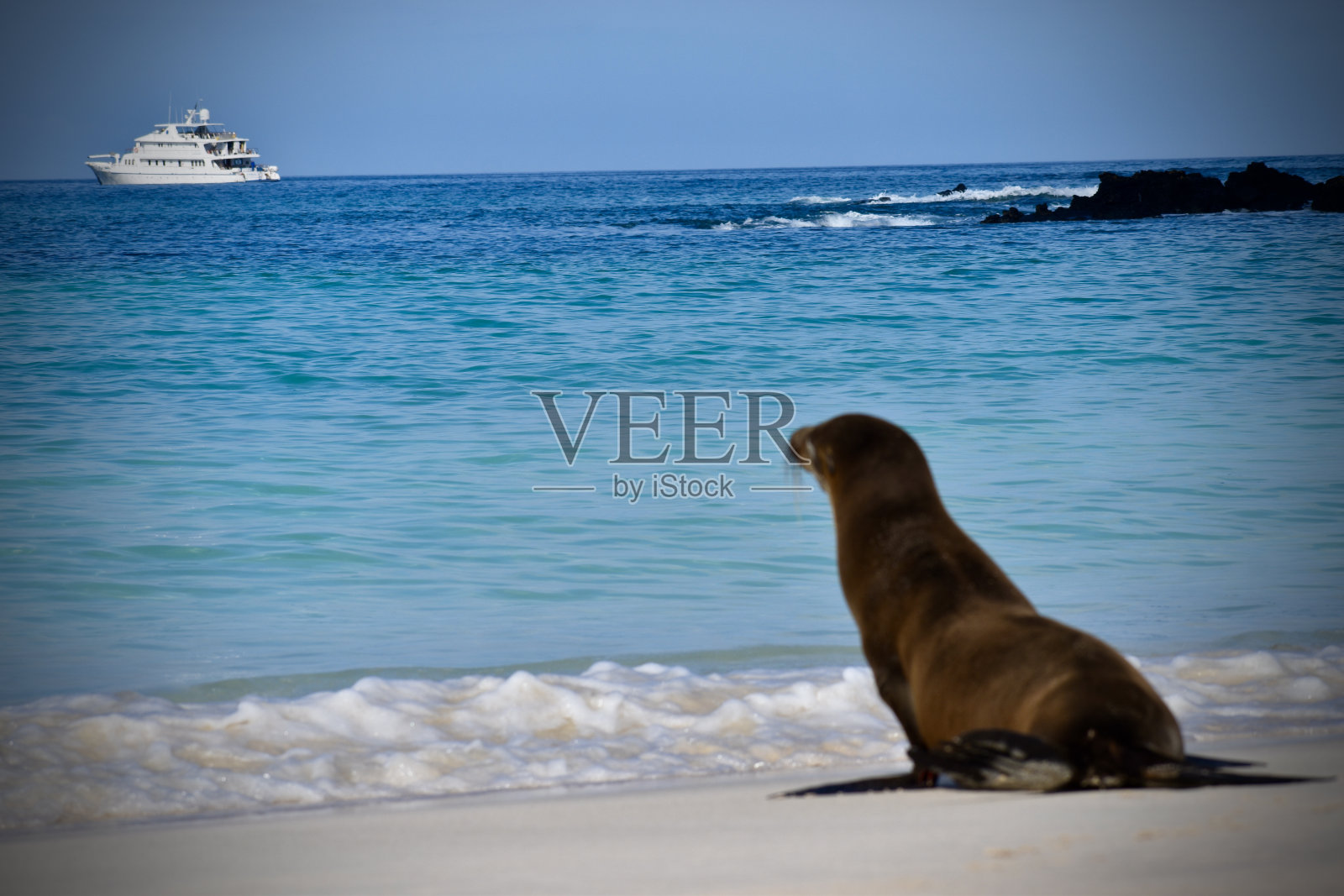 加拉帕戈斯海狮渴望地望着大海照片摄影图片