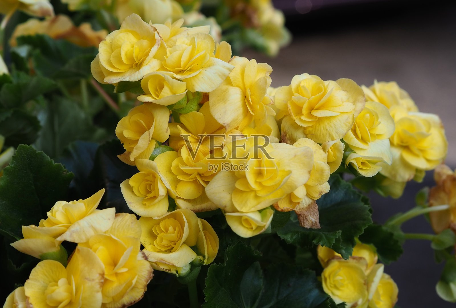 相思的棱镜照片摄影图片