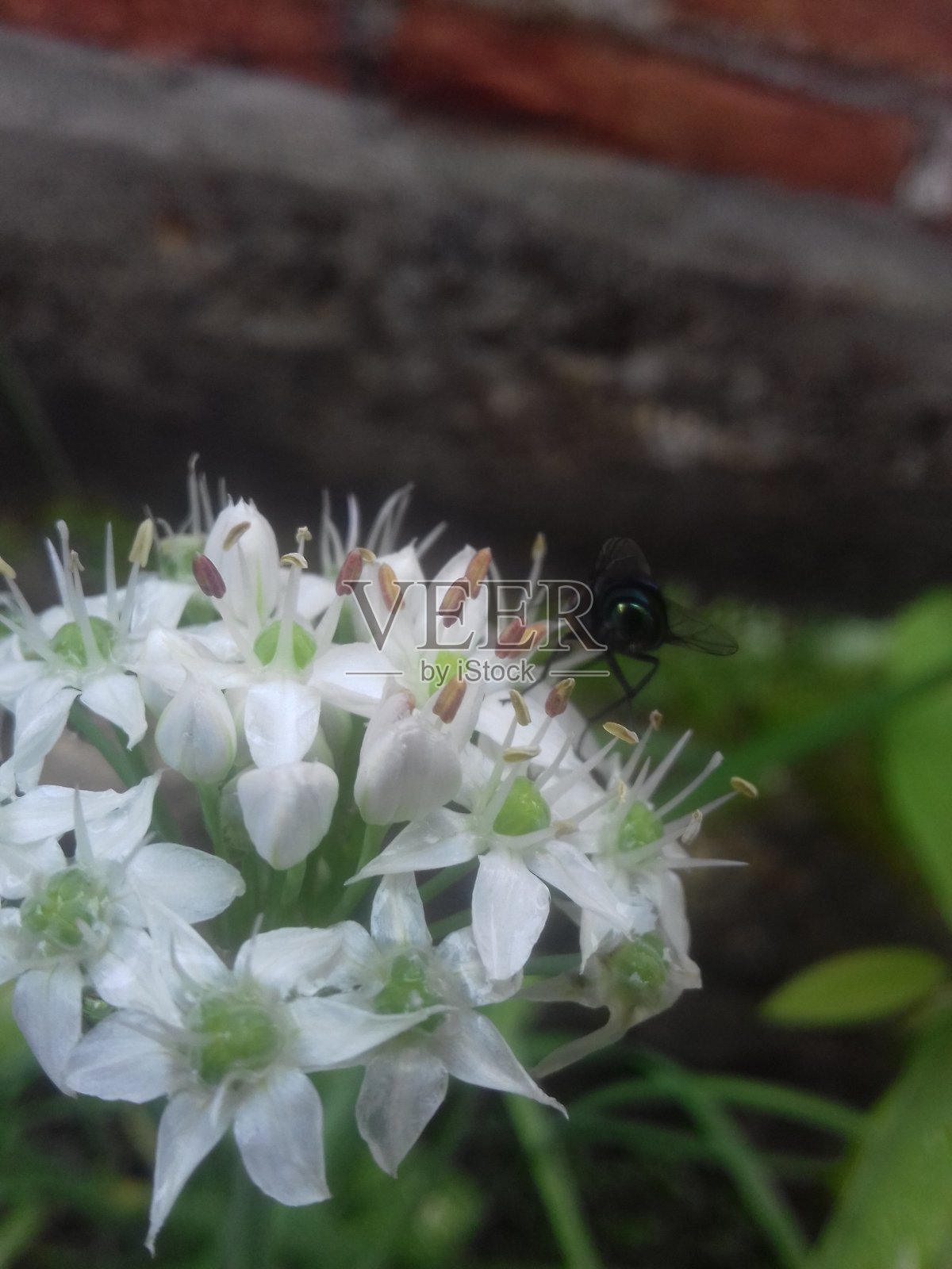 细香葱照片摄影图片