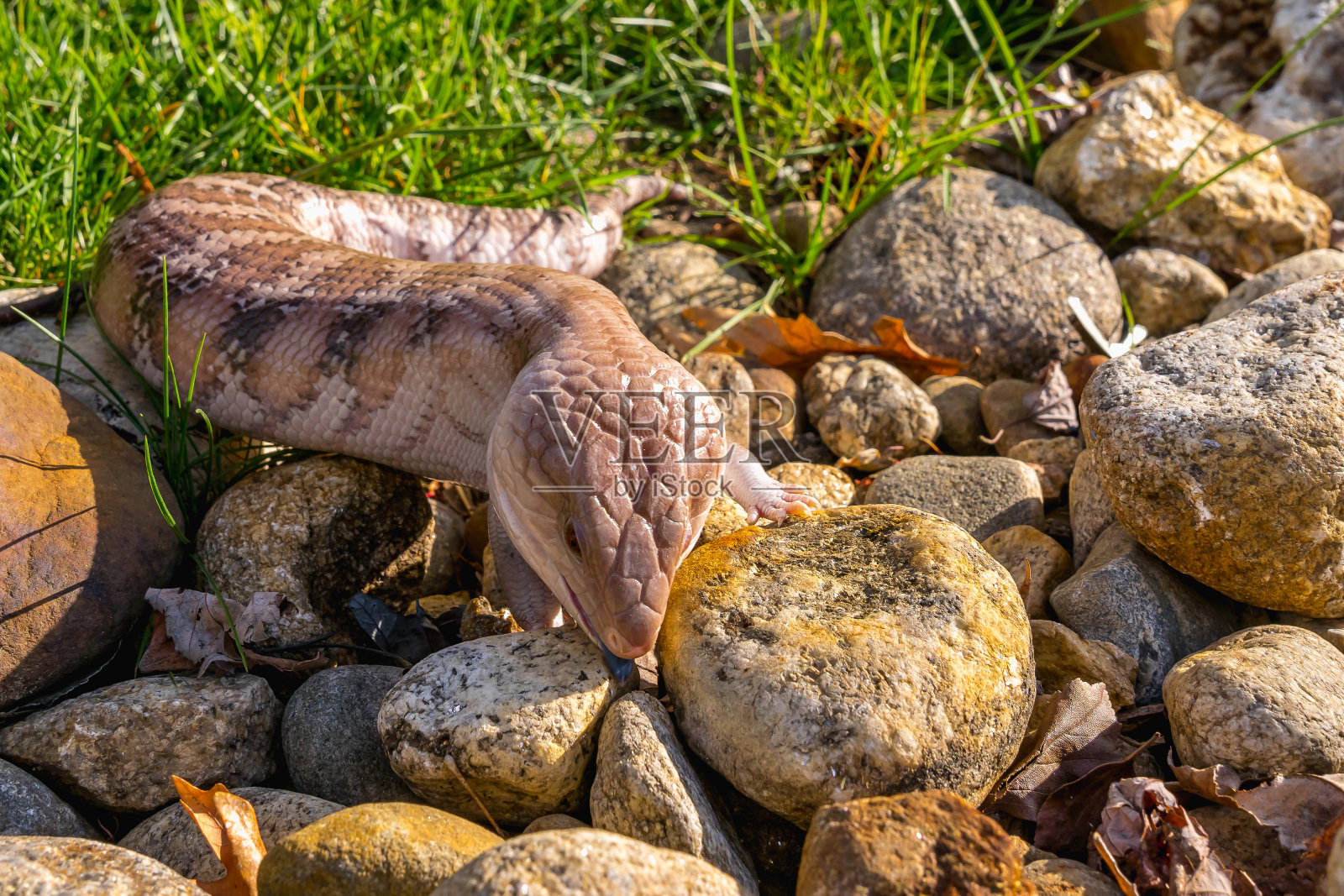 石龙子蜥蜴(石龙科)具有保护色(迷彩)，有像岩石上的蛇一样的小腿，它把蓝色的舌头伸到岩石之间寻找食物。照片摄影图片