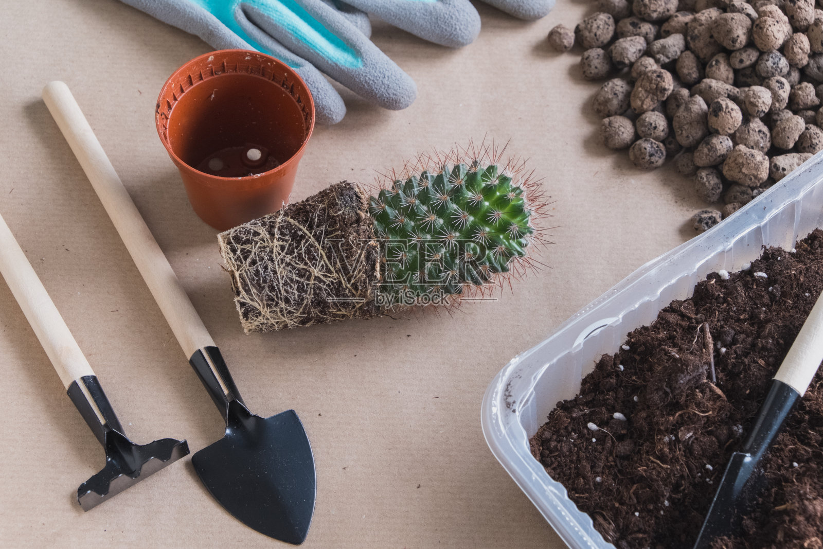 平躺仙人掌花移植工艺背景，小型园艺工具和没有花盆的仙人掌照片摄影图片