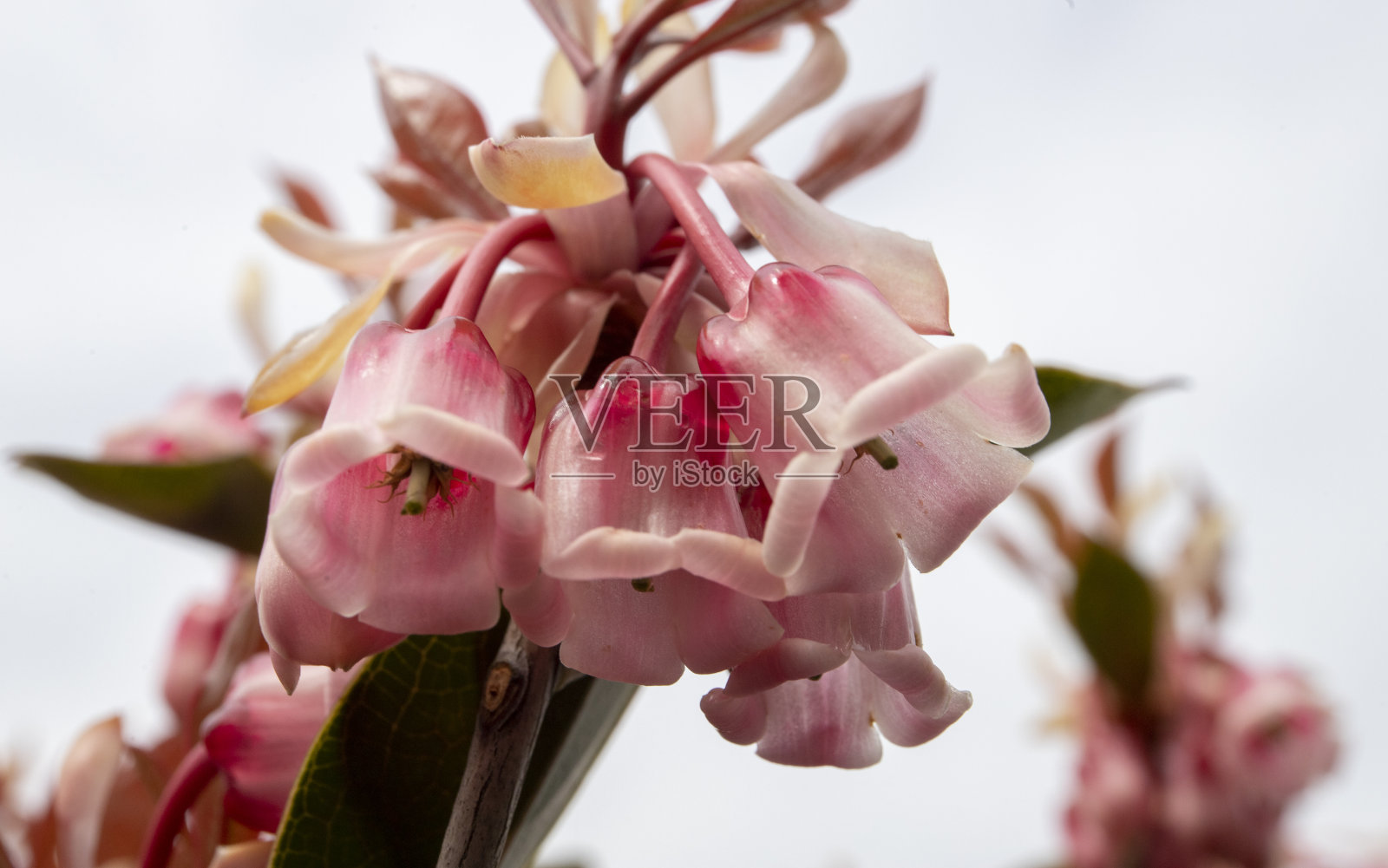 西番莲——一种钟形的中国新年花。照片摄影图片