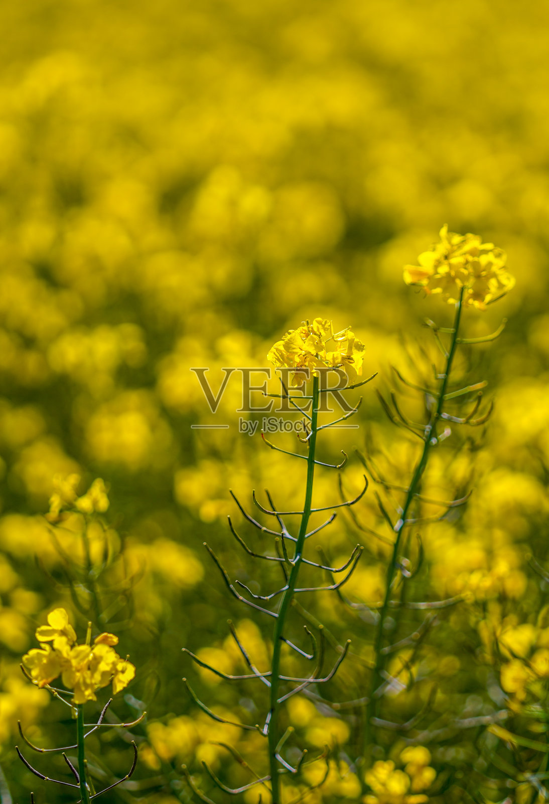 自然花卉背景，黄色油菜籽花，西班牙，背景概念。照片摄影图片