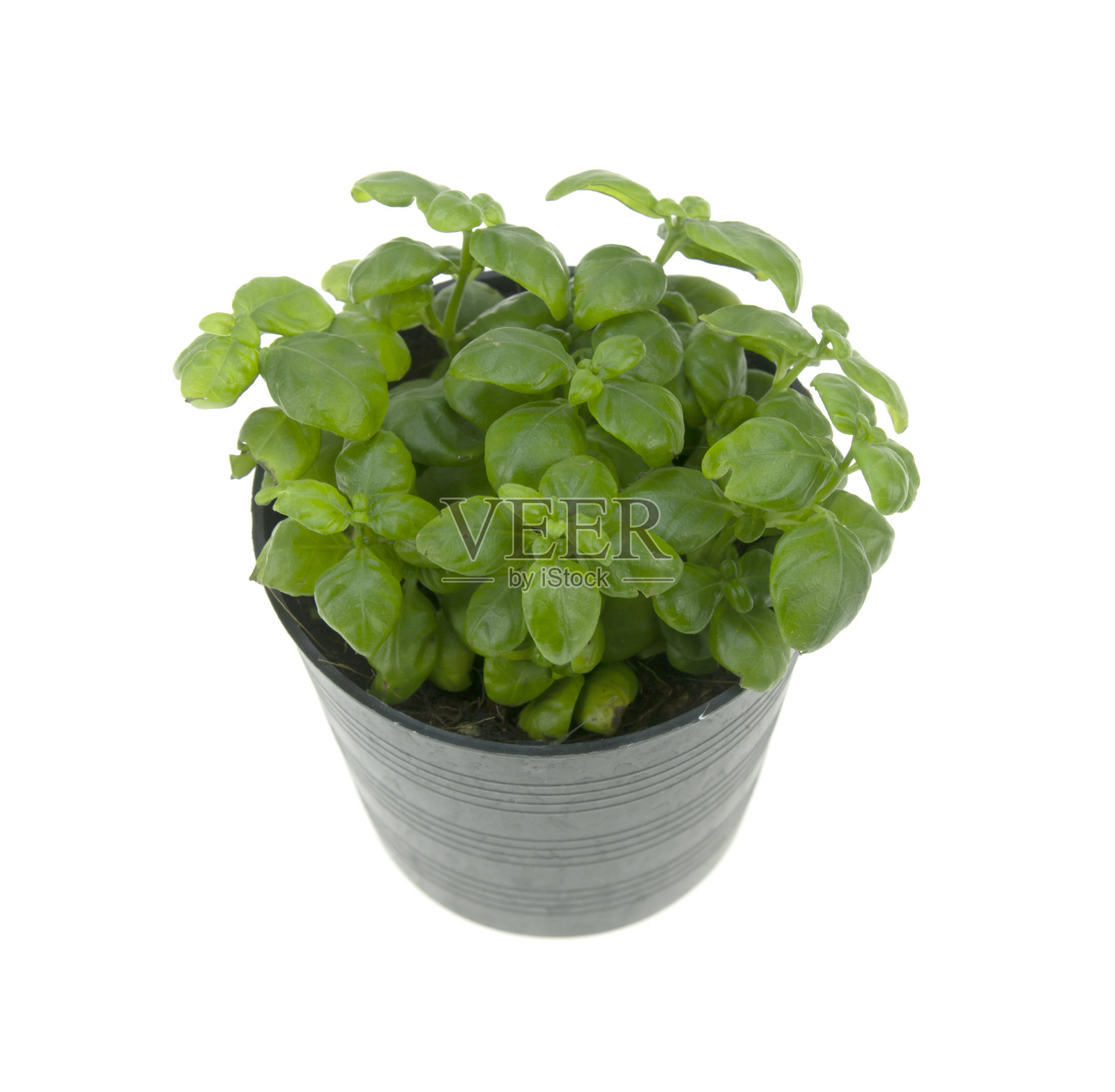 黑色塑料花盆里的绿色植物照片摄影图片