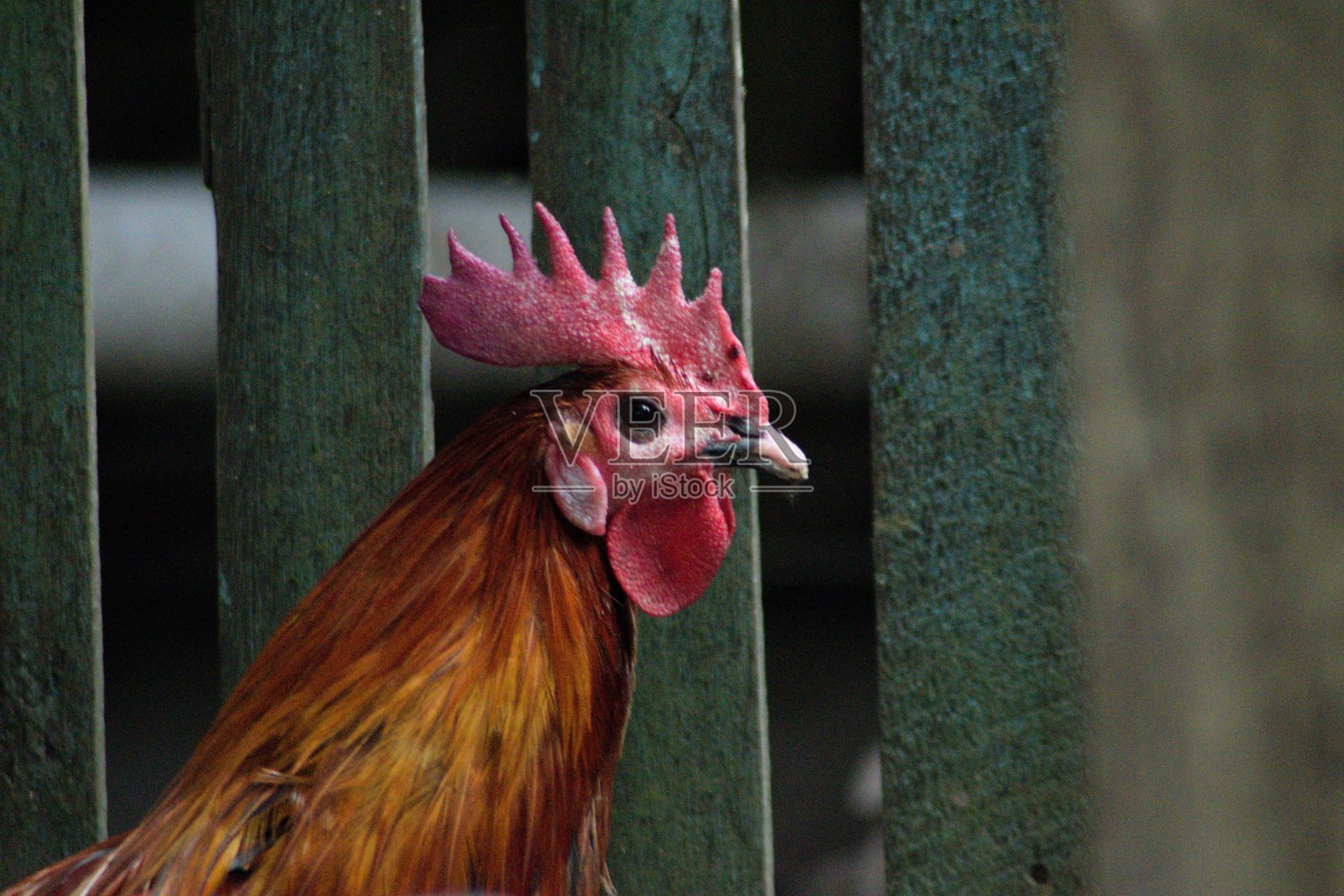 鸡照片摄影图片