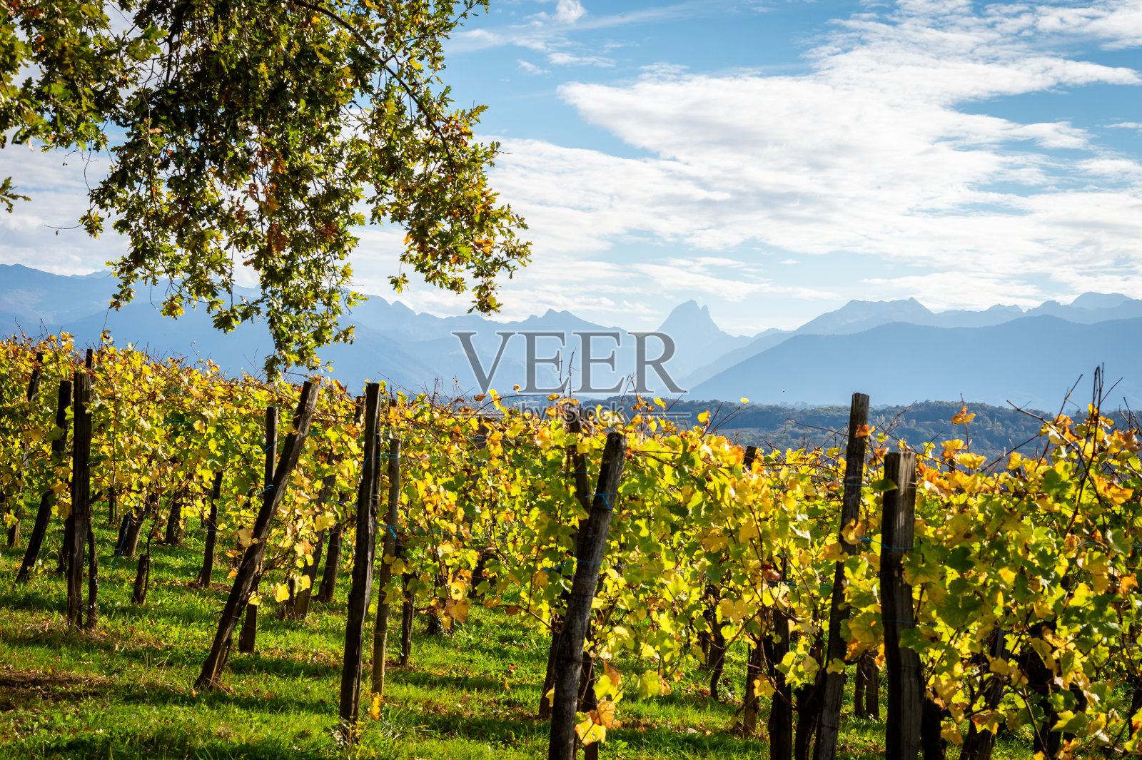 葡萄园和山脉的景色照片摄影图片