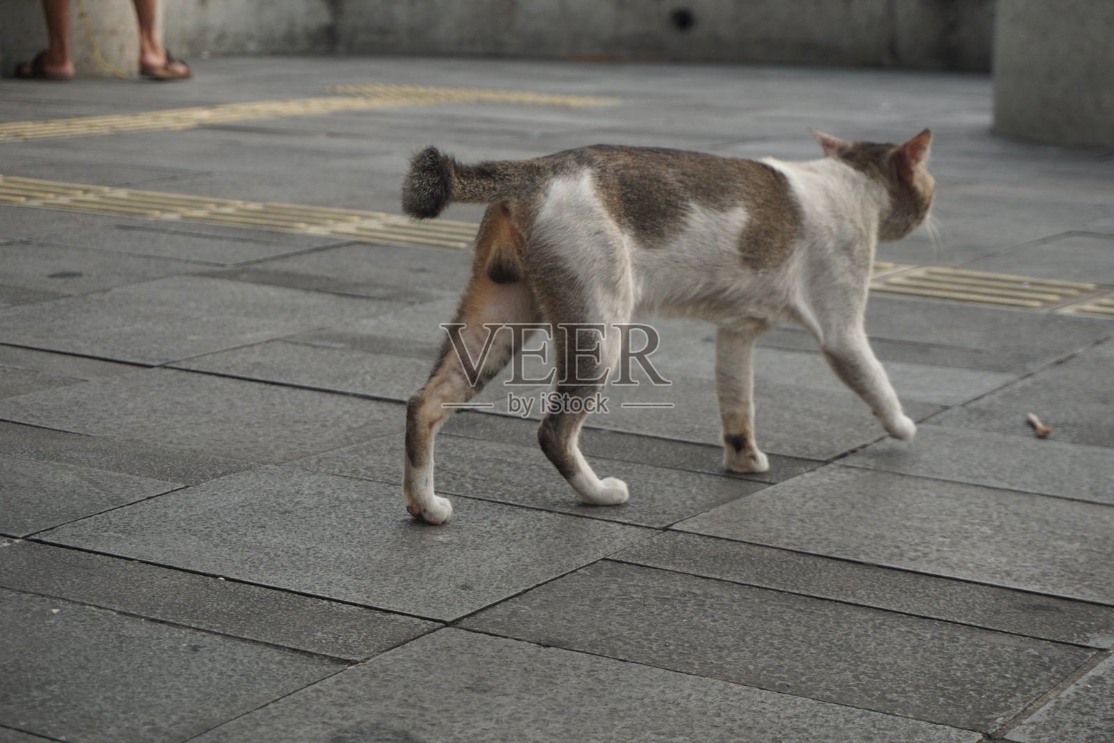 猫照片摄影图片