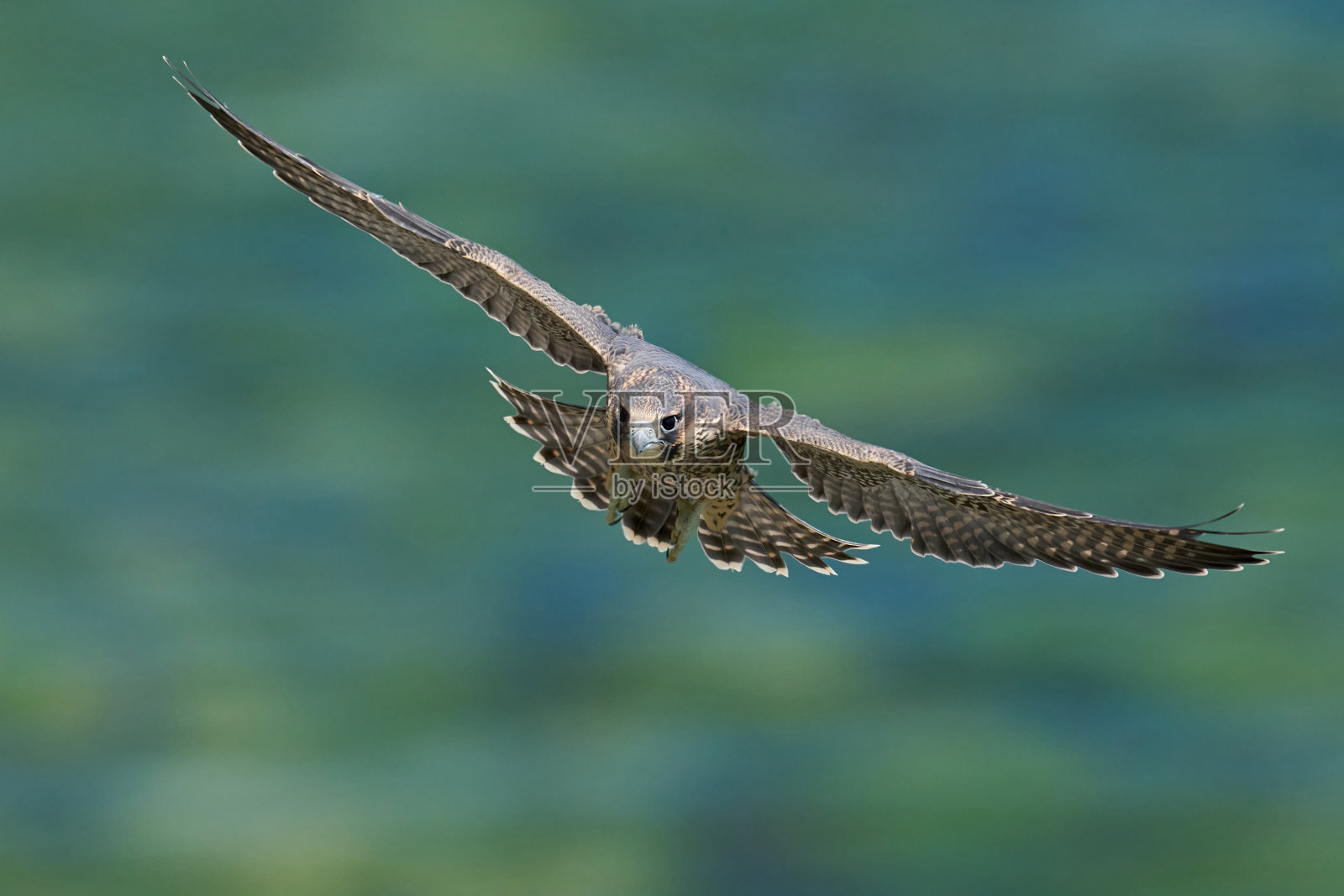 猎鹰游隼(Falco peregrinus)照片摄影图片