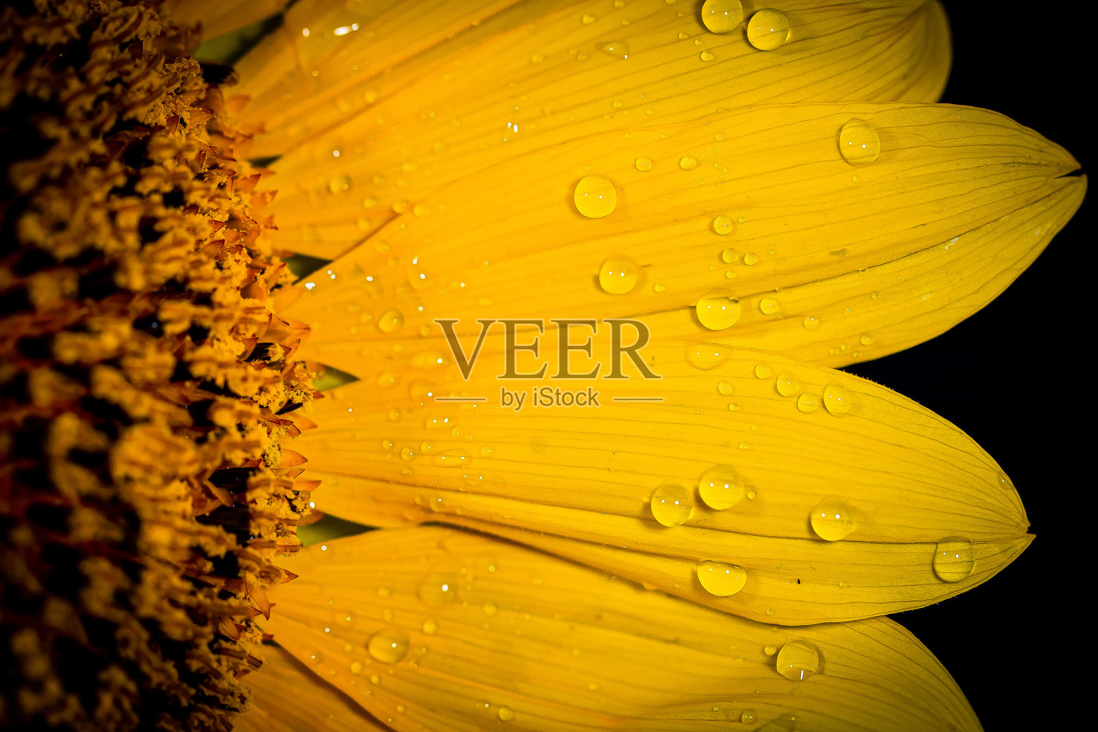 露珠里的向日葵。宏。照片照片摄影图片