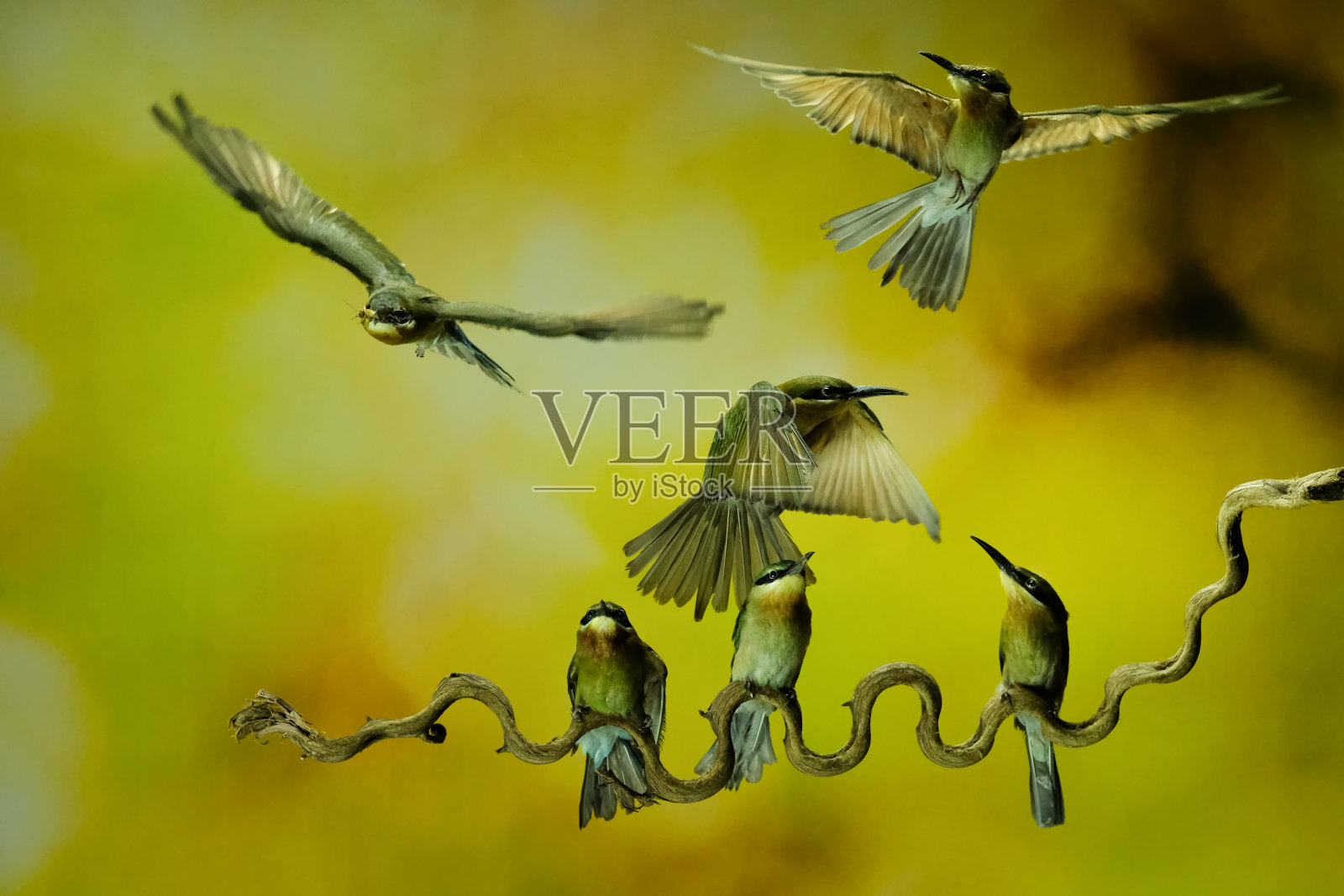 鸟照片摄影图片