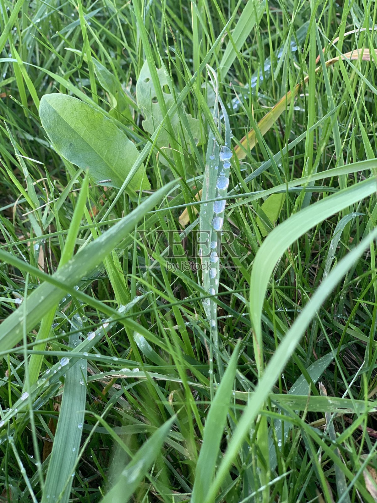 青草上的露珠照片摄影图片