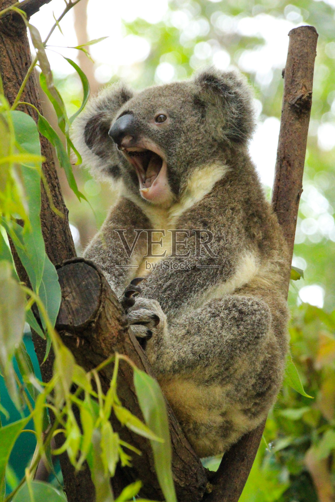 考拉坐在树上，张着大嘴打哈欠。到处都是绿色的树胶叶子。澳大利亚昆士兰黄金海岸照片摄影图片