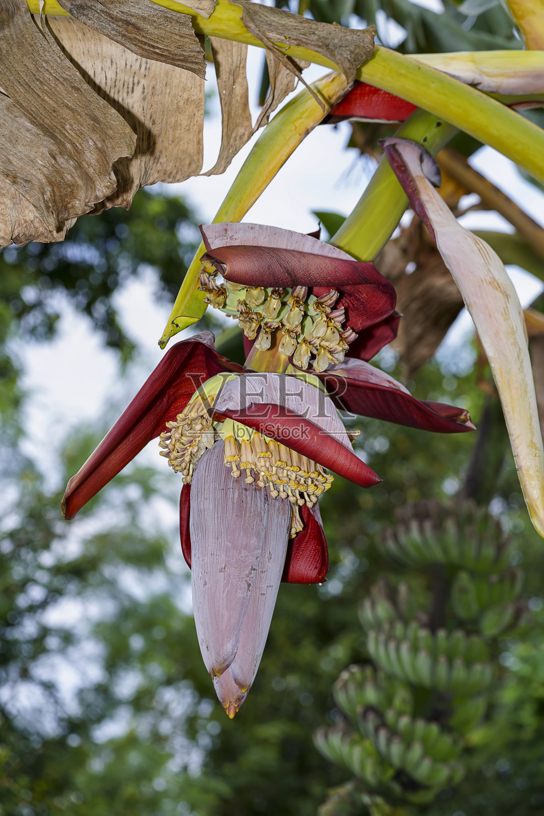 靠近香蕉花在树上。照片摄影图片