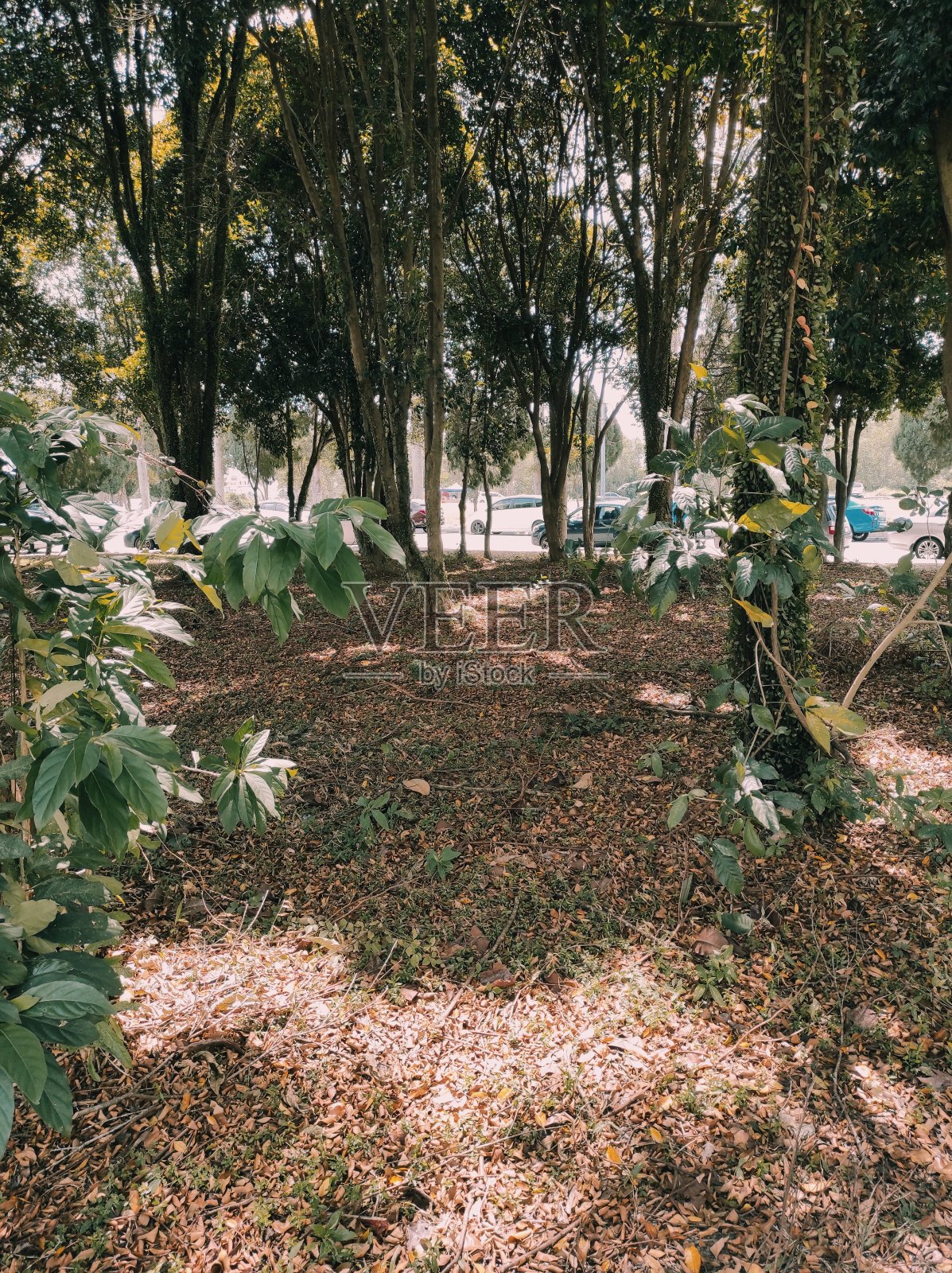 城市里的森林照片摄影图片