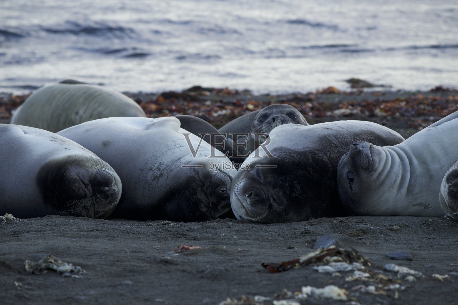 象海豹照片摄影图片